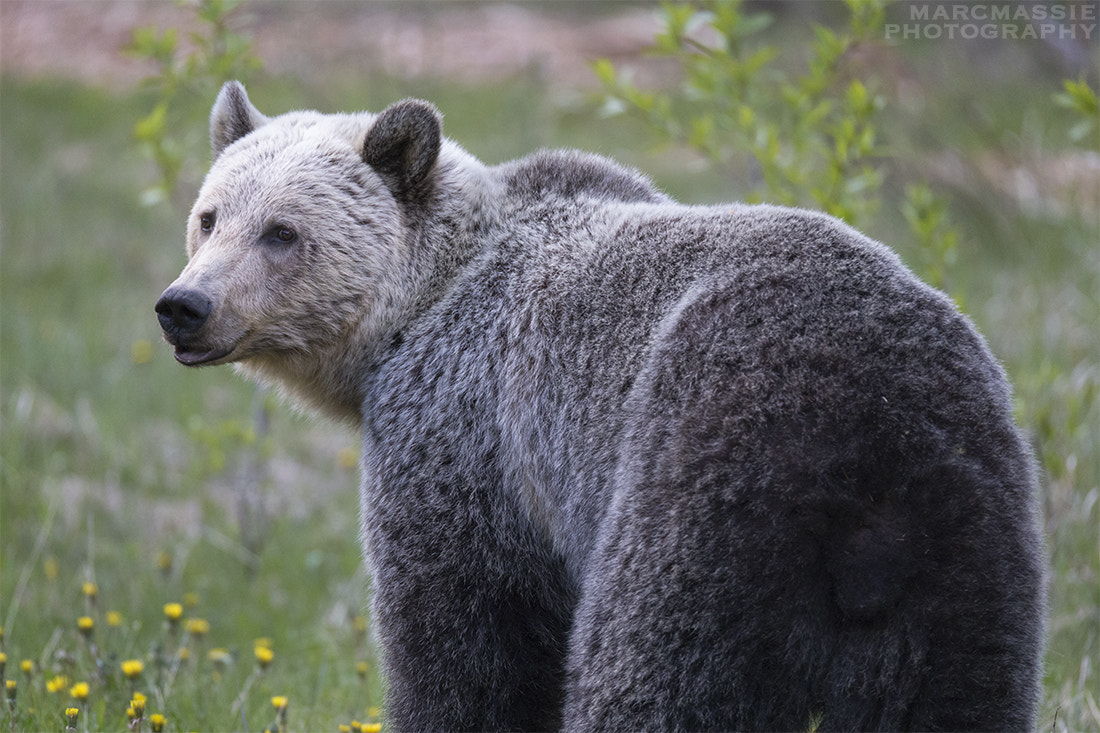 150-600mm F5-6.3 DG OS HSM | Sports 014 sample photo. Grizzly bear in kananaskis photography