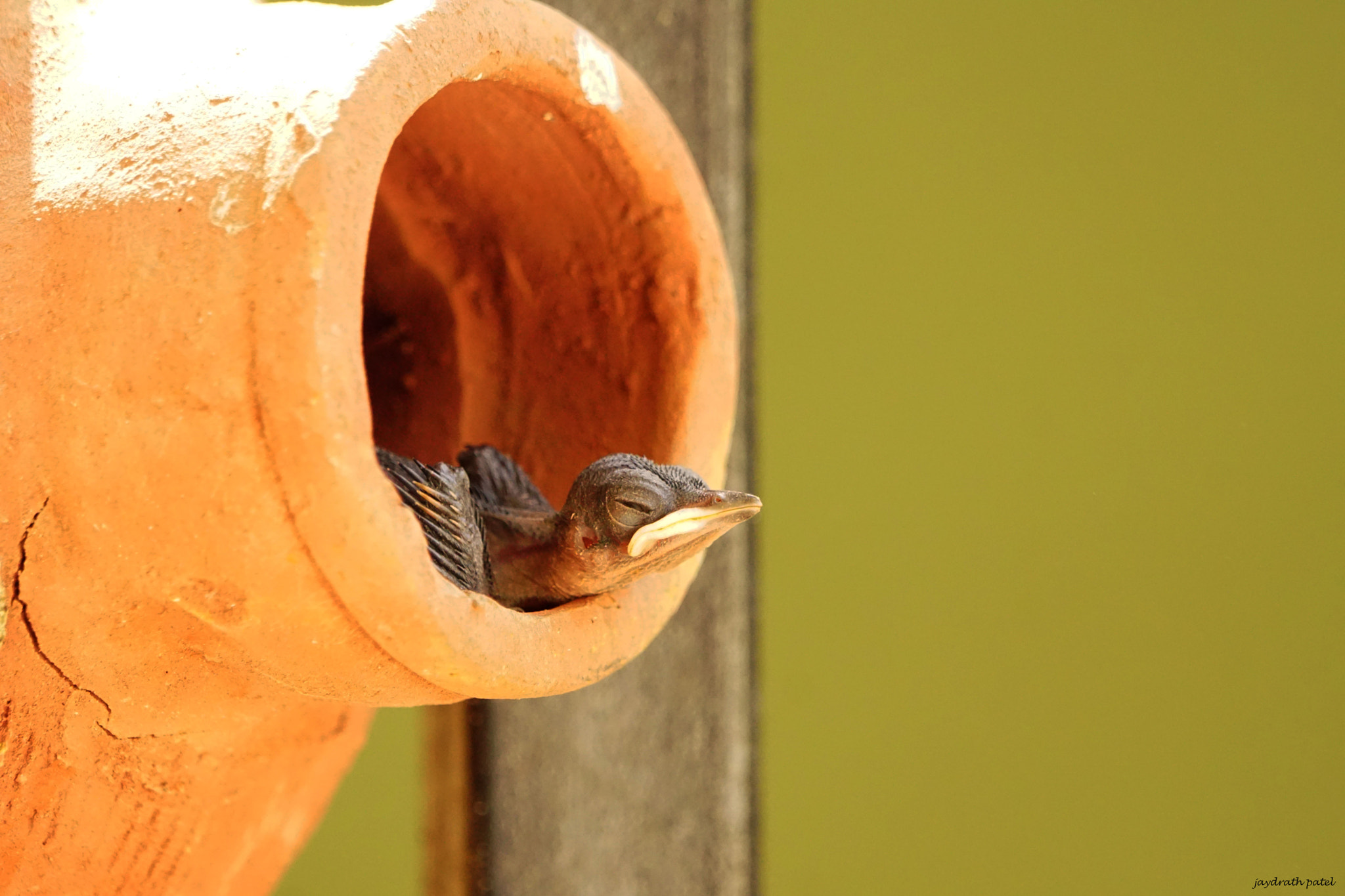 Sony ILCA-77M2 + Sony 70-400mm F4-5.6 G SSM II sample photo. Too early daring to introduce in this world photography