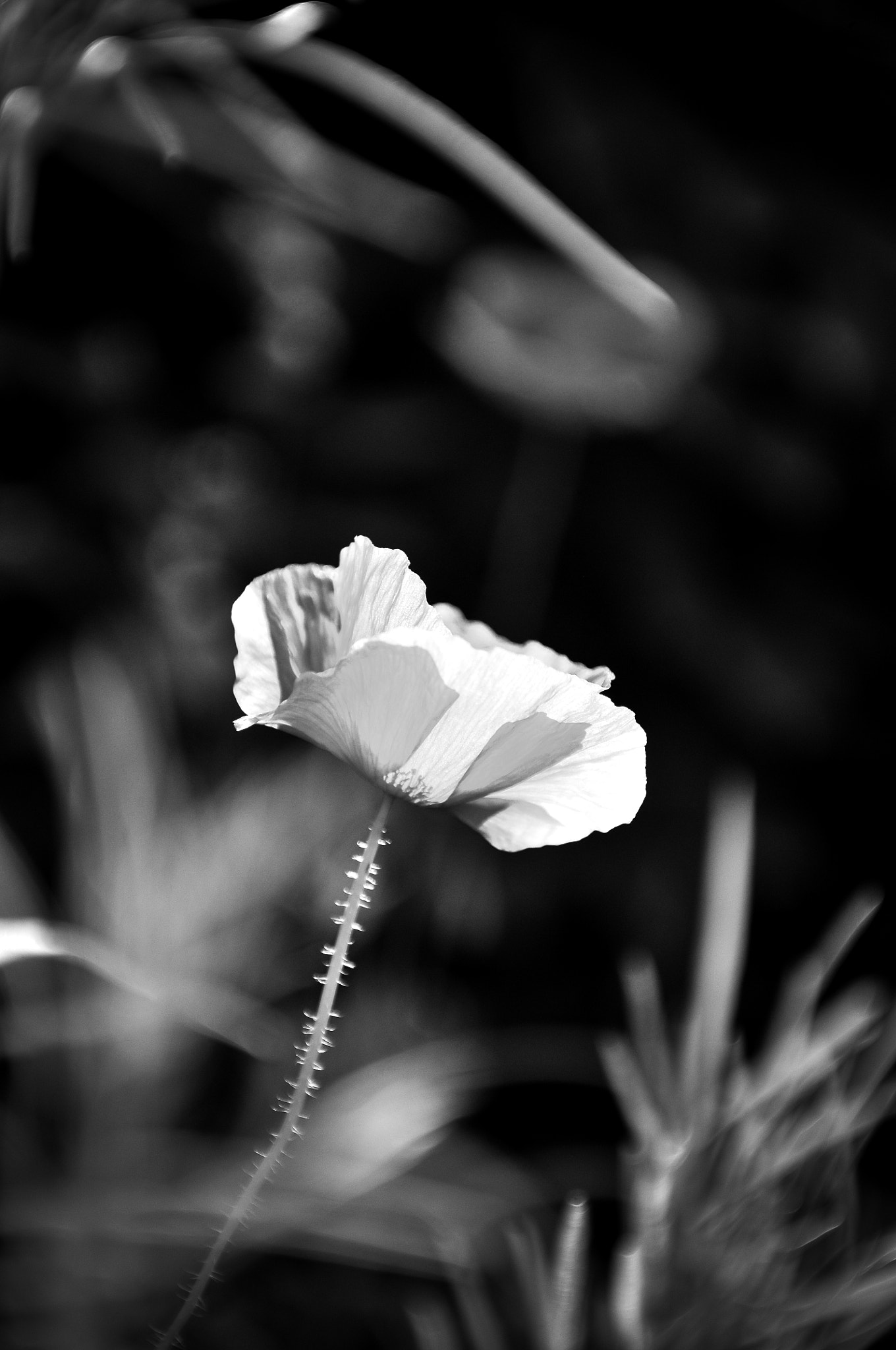Nikon AF-S Nikkor 28-70mm F2.8 ED-IF sample photo. Seductive photography