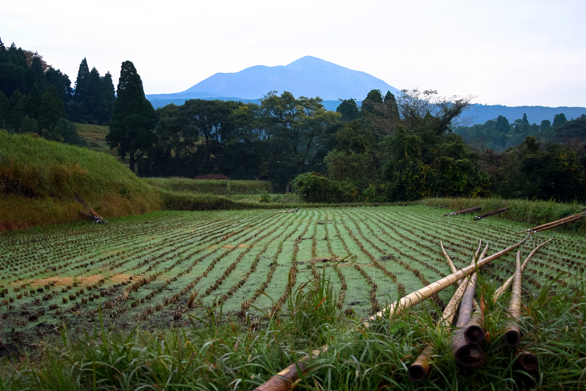 Canon EOS 300D (EOS Digital Rebel / EOS Kiss Digital) sample photo. Rice field photography