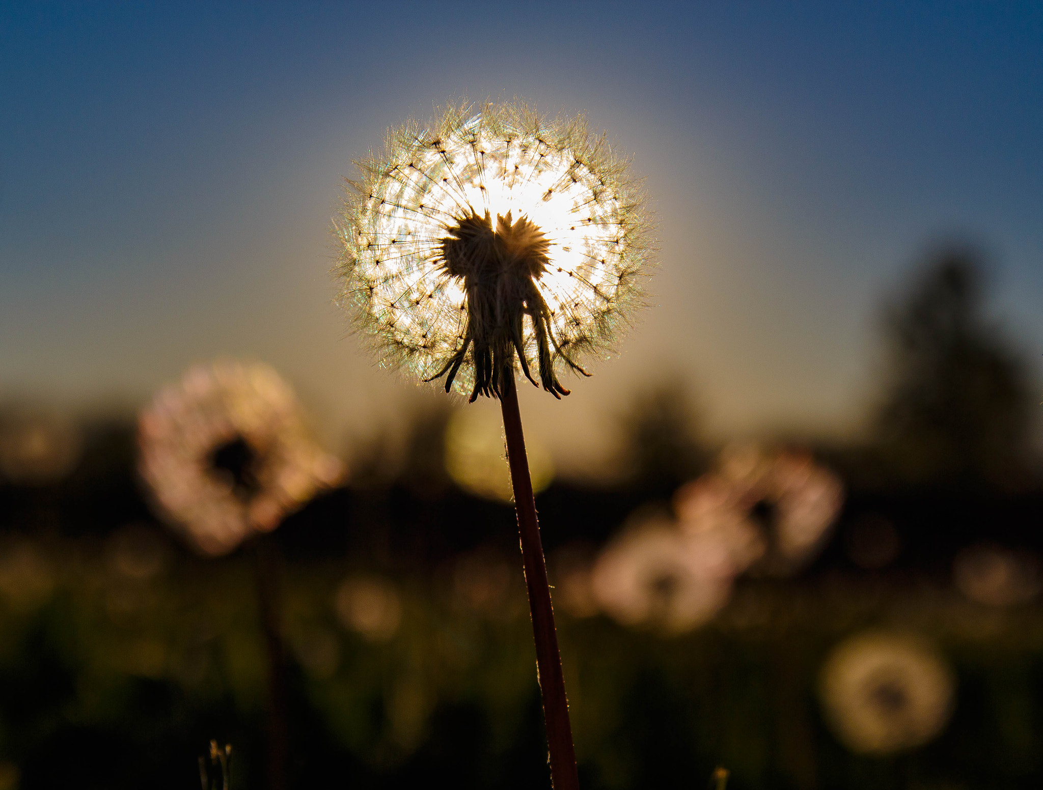 Canon EOS M sample photo. Sunburst photography