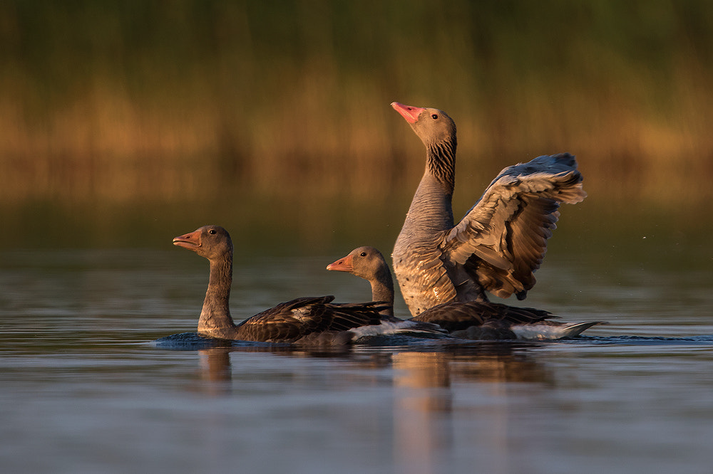 Canon EOS 7D Mark II + Canon EF 300mm F2.8L IS USM sample photo. Loose goose photography