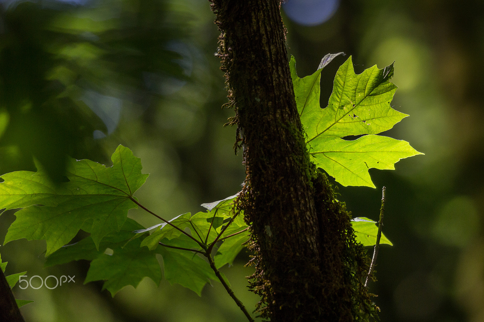 Canon EF 100-400mm F4.5-5.6L IS II USM sample photo. Well, hello. photography