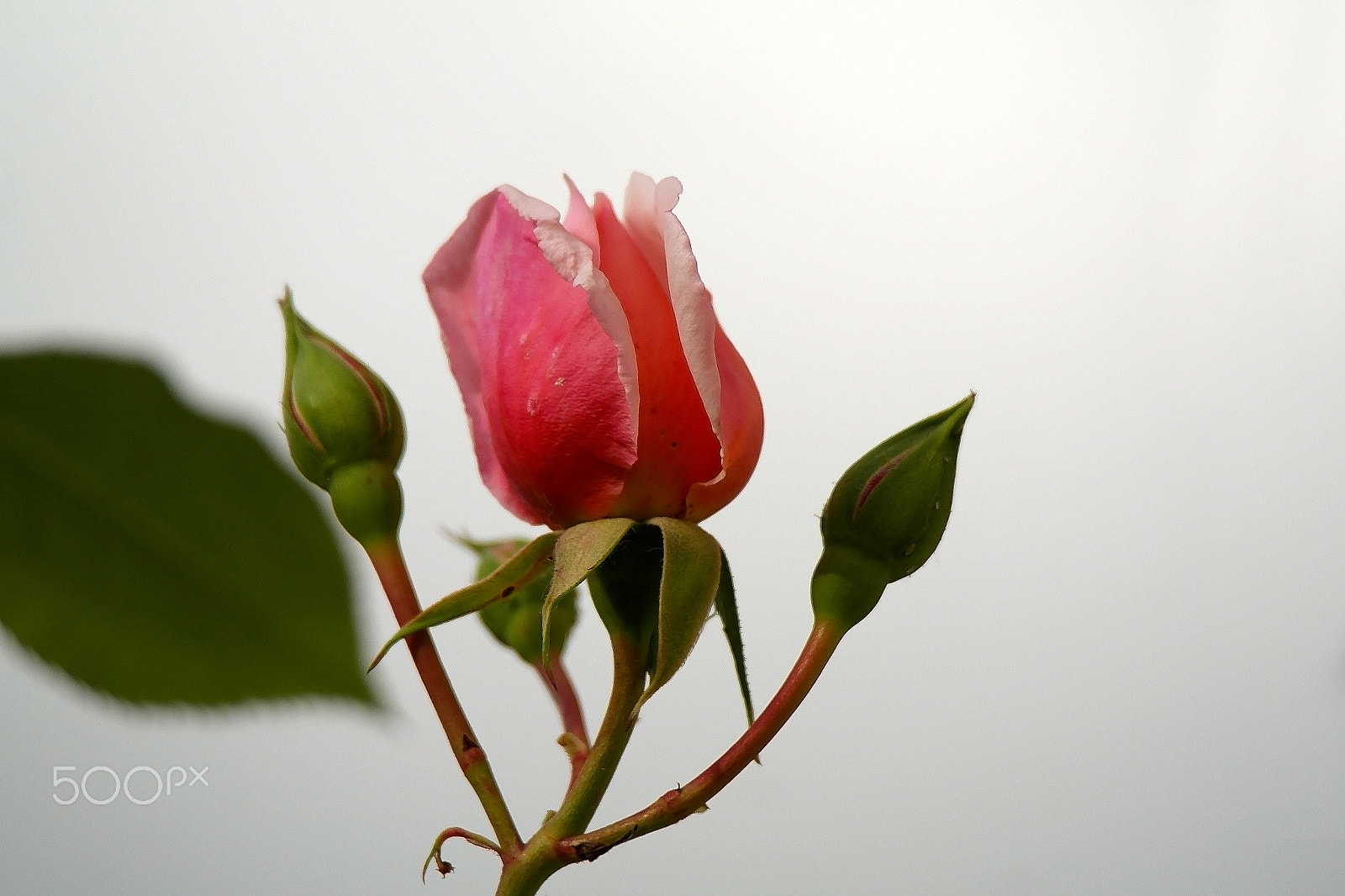 Samsung NX200 sample photo. Pink rose bud photography