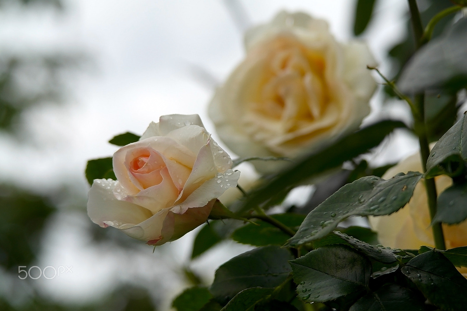 Samsung NX200 sample photo. White roses after rain photography