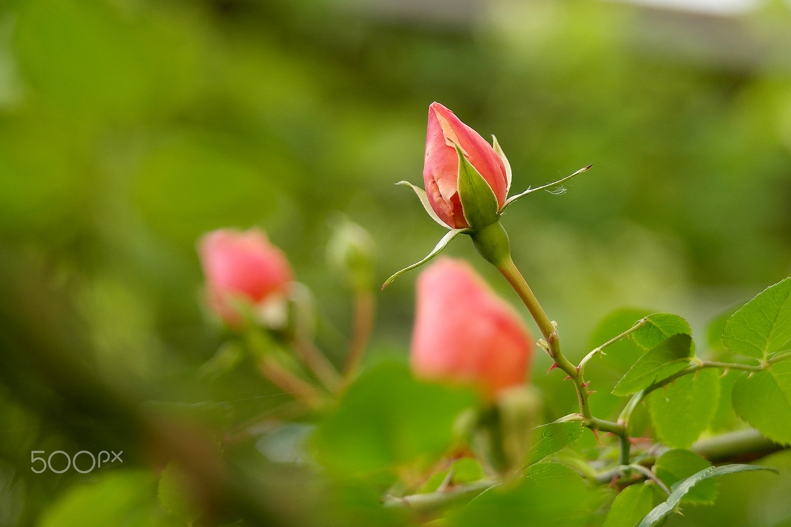 Samsung NX200 sample photo. The buds of roses - blur. photography
