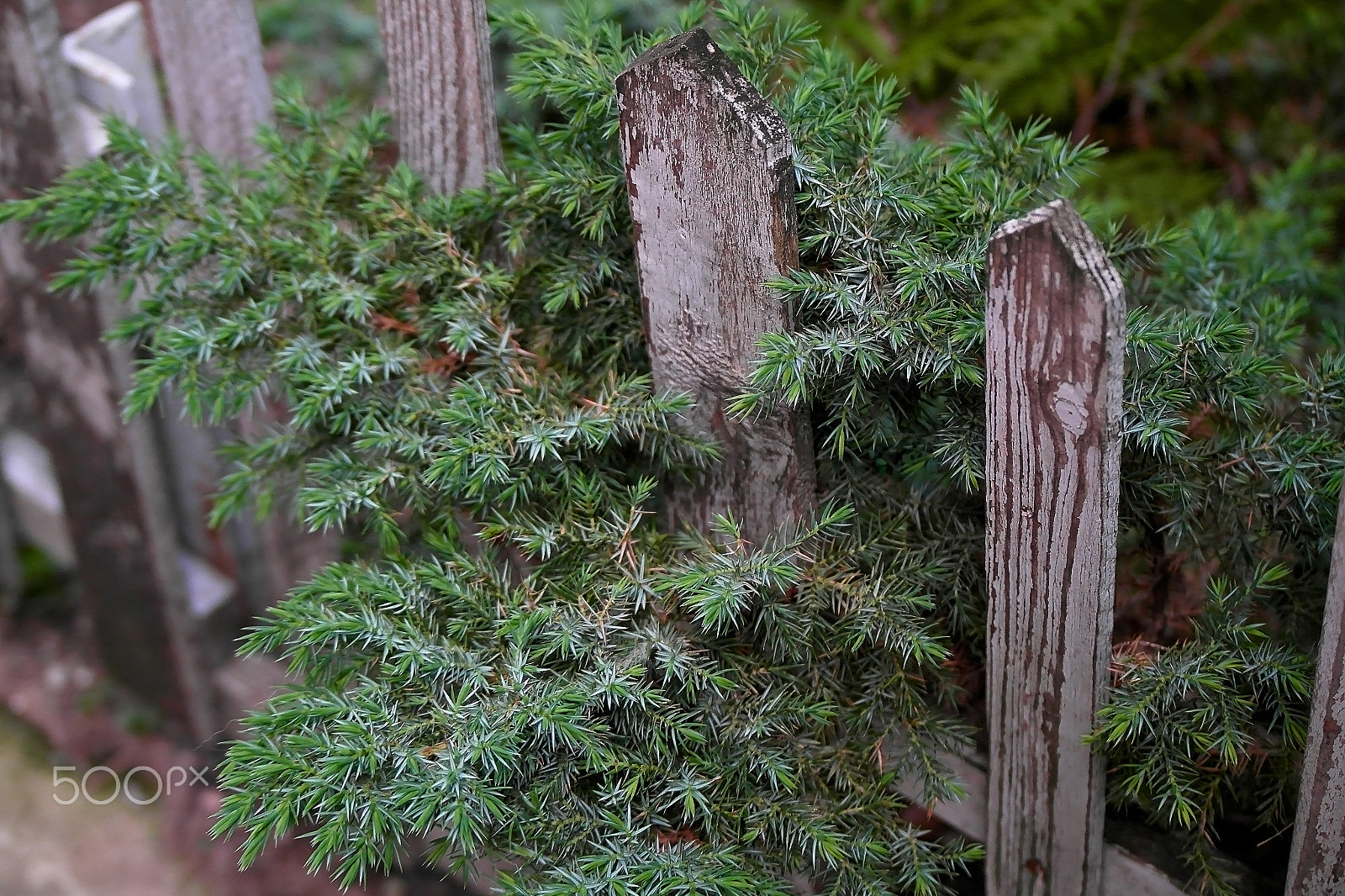Samsung NX200 sample photo. Old fence and pine bush photography