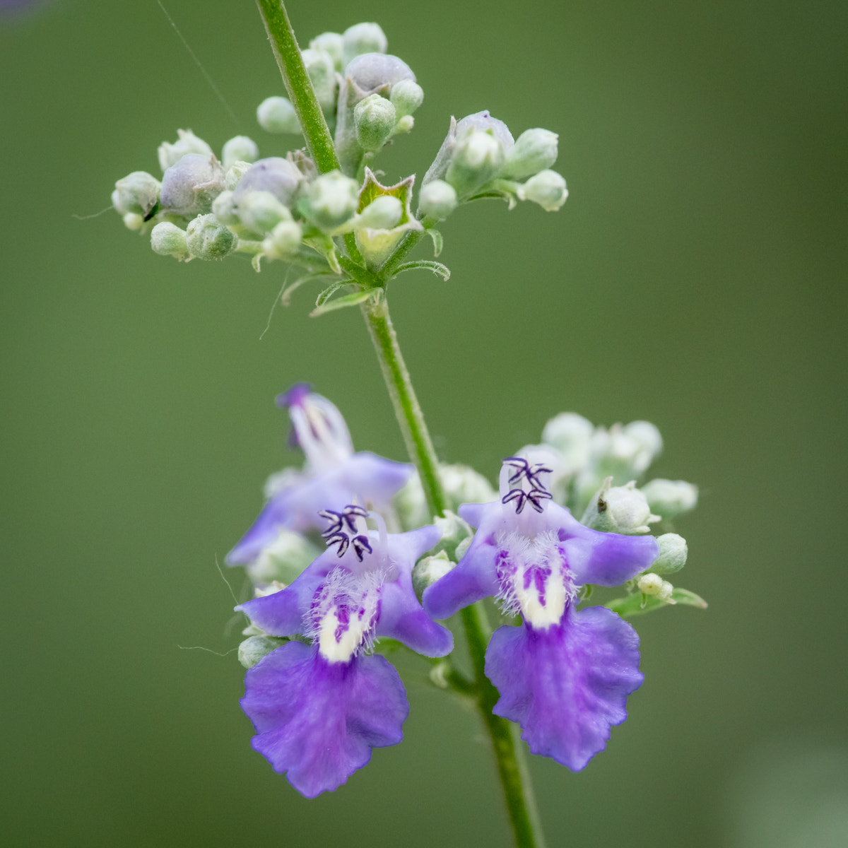 Sony a7R II + Canon EF 70-200mm F4L IS USM sample photo. Vitex negundo l. photography