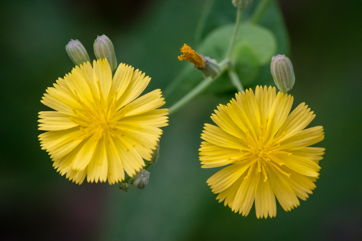 Sony a7R II + Canon EF 70-200mm F4L IS USM sample photo. Heteropappus hispidus less. photography