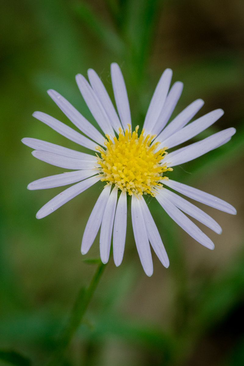 Sony a7R II + Canon EF 70-200mm F4L IS USM sample photo. Ixeris polycephala cass. photography