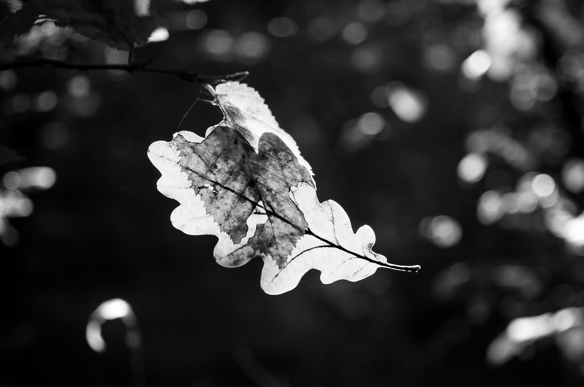 Pentax K-x + Sigma 17-70mm F2.8-4 DC Macro HSM | C sample photo. Fall photography