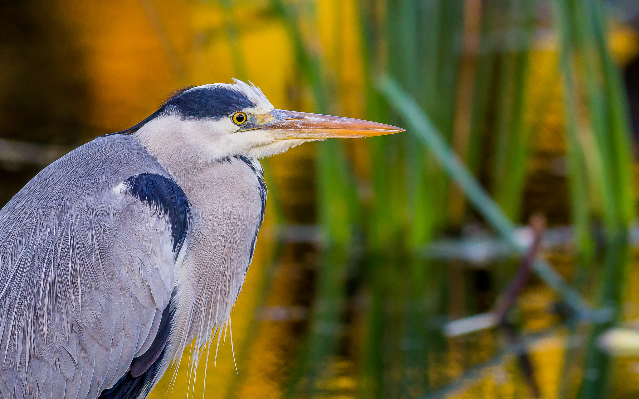 Canon EOS 1200D (EOS Rebel T5 / EOS Kiss X70 / EOS Hi) + Canon EF 400mm F5.6L USM sample photo. Grey heron in morning light photography