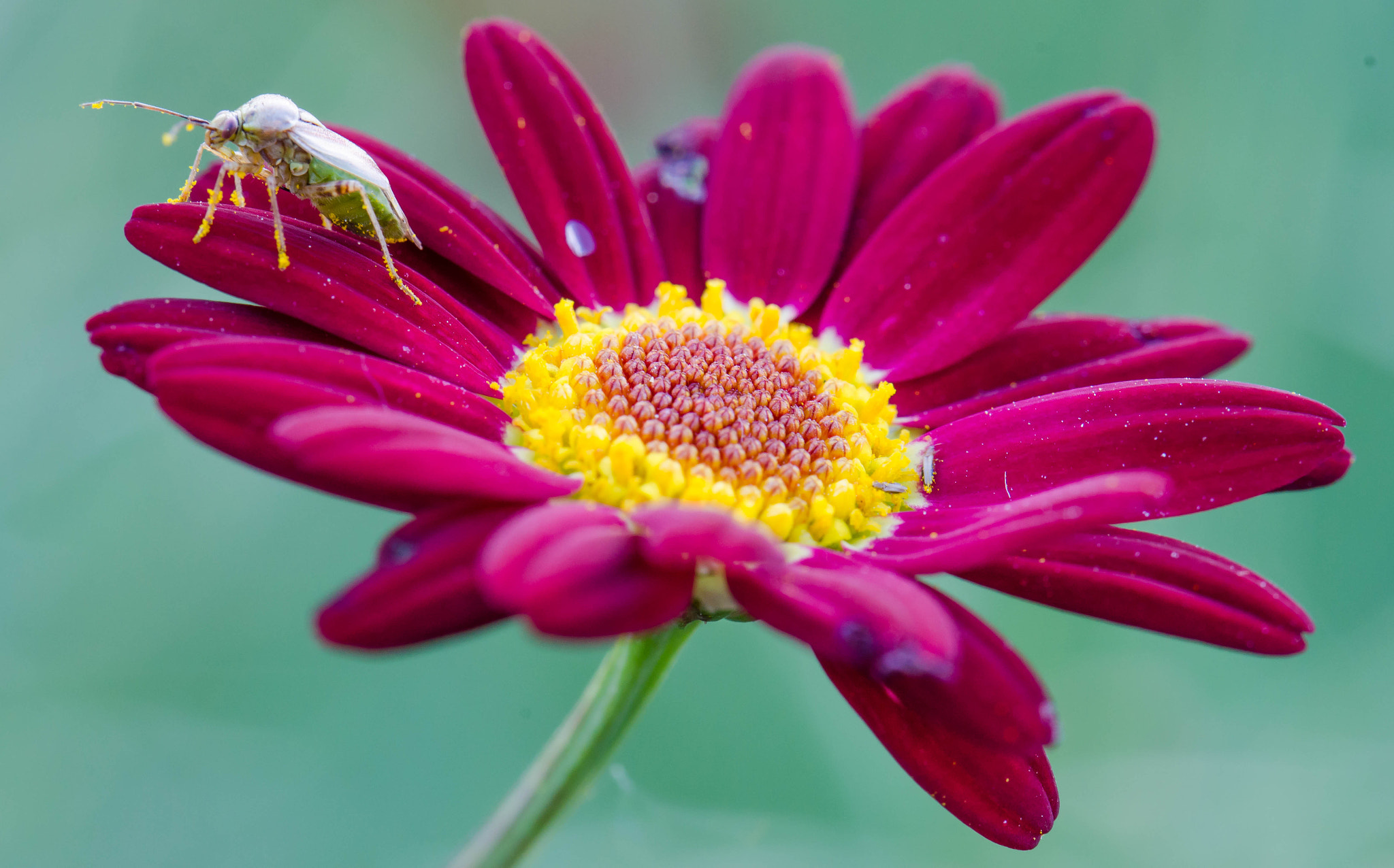 Nikon D5100 + Tamron SP AF 60mm F2 Di II LD IF Macro sample photo. Insect on daisy photography