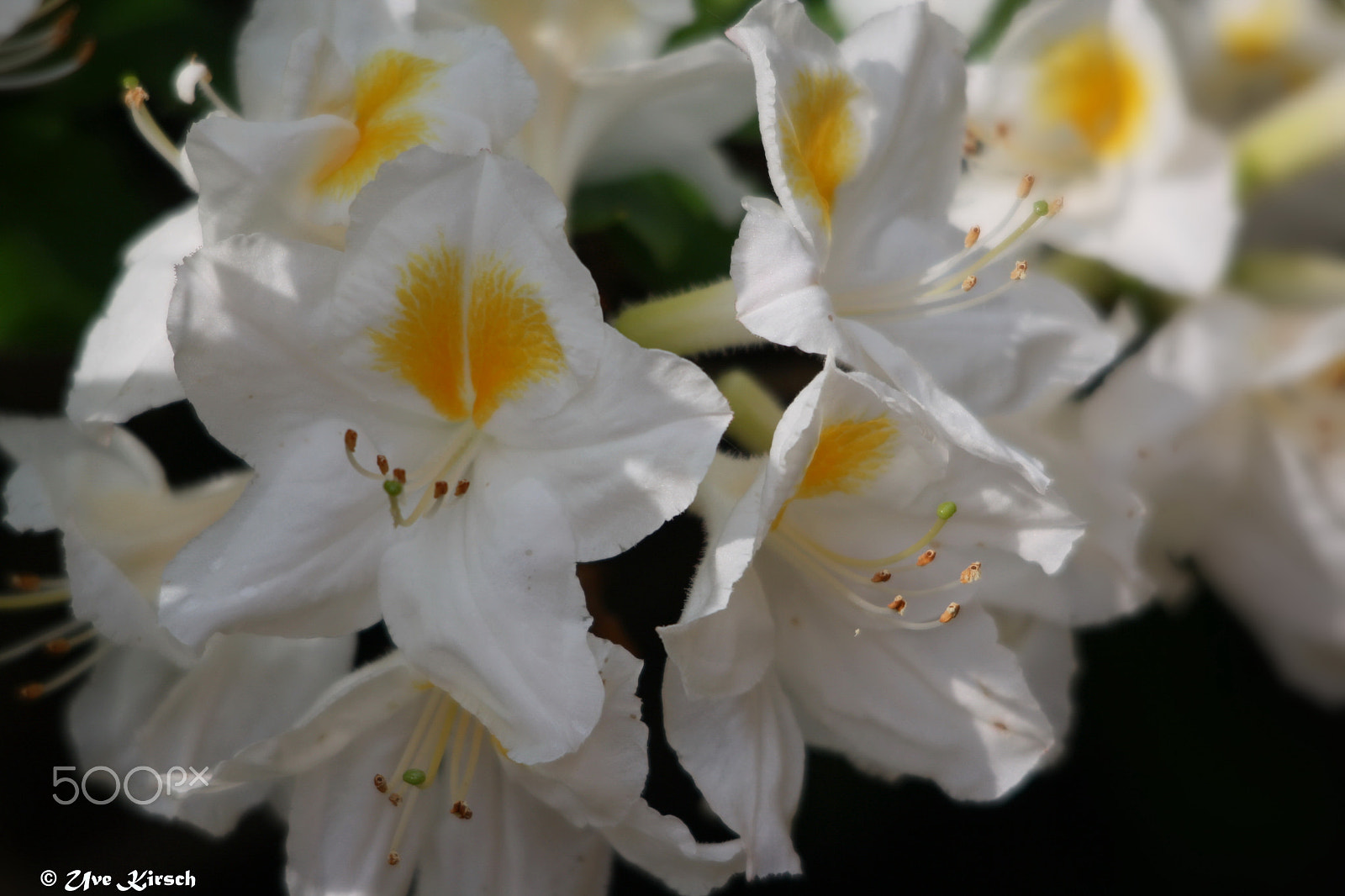 Sigma 150-500mm F5-6.3 DG OS HSM sample photo. Azalea ''persil'' photography