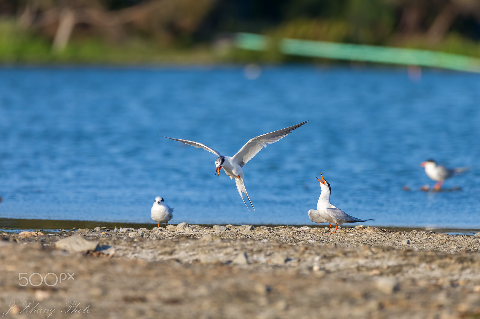 150-600mm F5-6.3 DG OS HSM | Contemporary 015 sample photo. Black skimmers photography