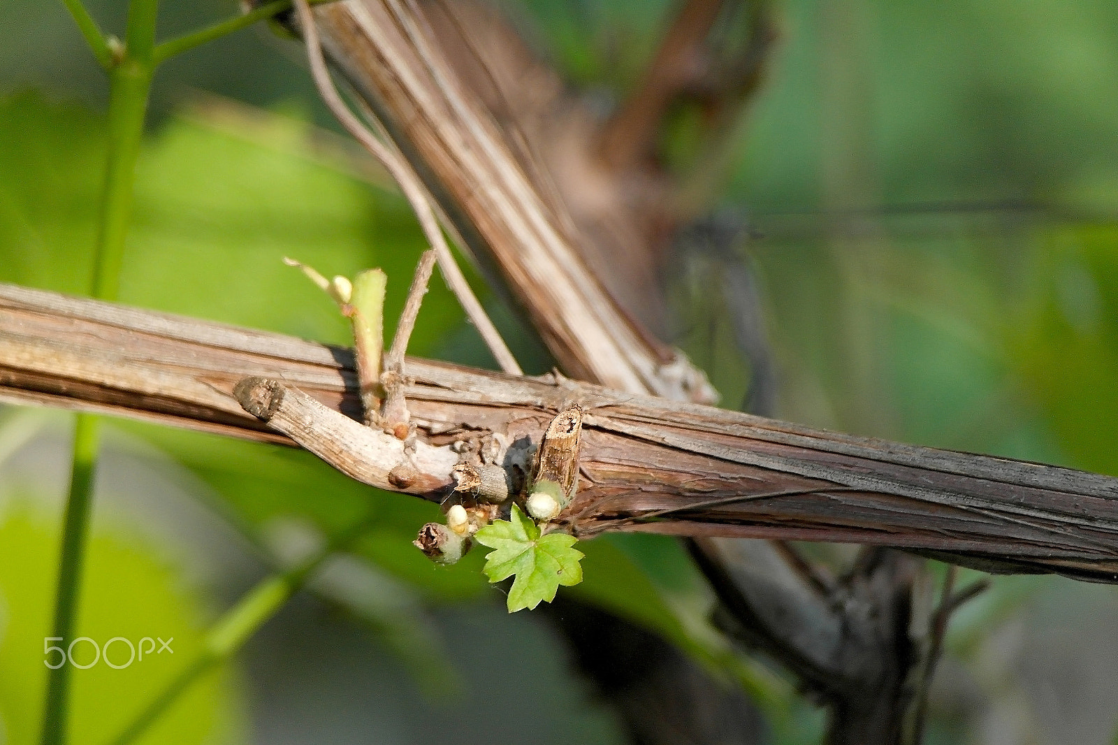 Samsung NX200 sample photo. The vine and the small grape leaf photography