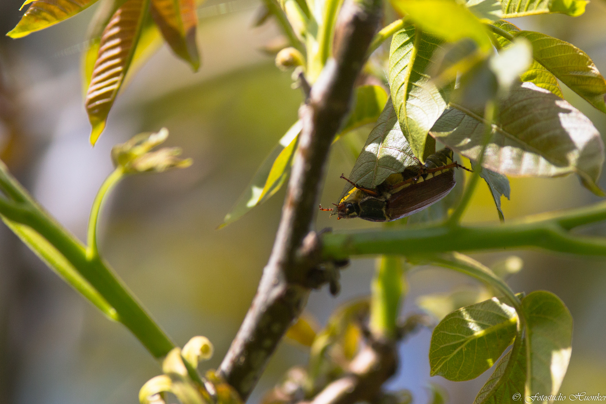 Canon EOS 70D + Canon EF 200mm F2.8L II USM sample photo. Maikäfer photography