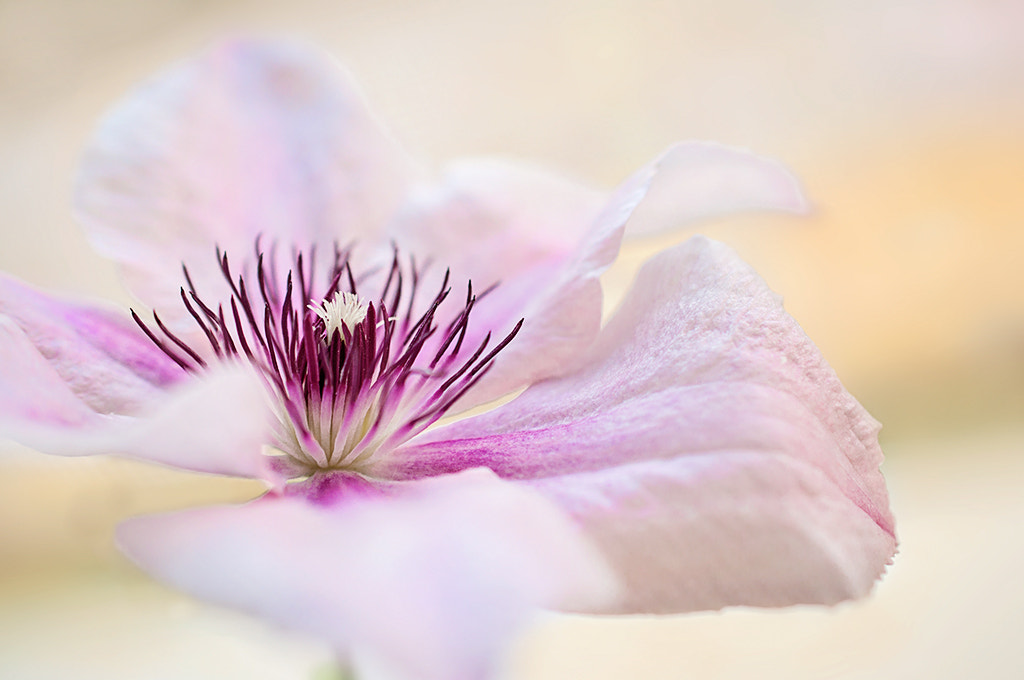 Nikon AF-S DX Micro Nikkor 40mm F2.8 sample photo. Clematis photography