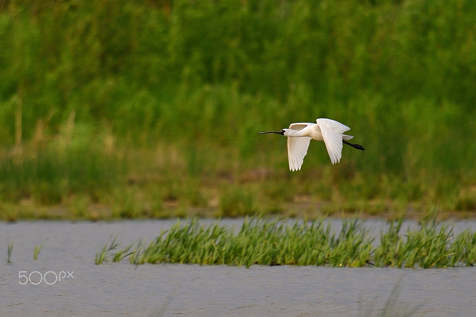 Nikon D5 + Nikon AF-S Nikkor 600mm F4G ED VR sample photo. Flight photography