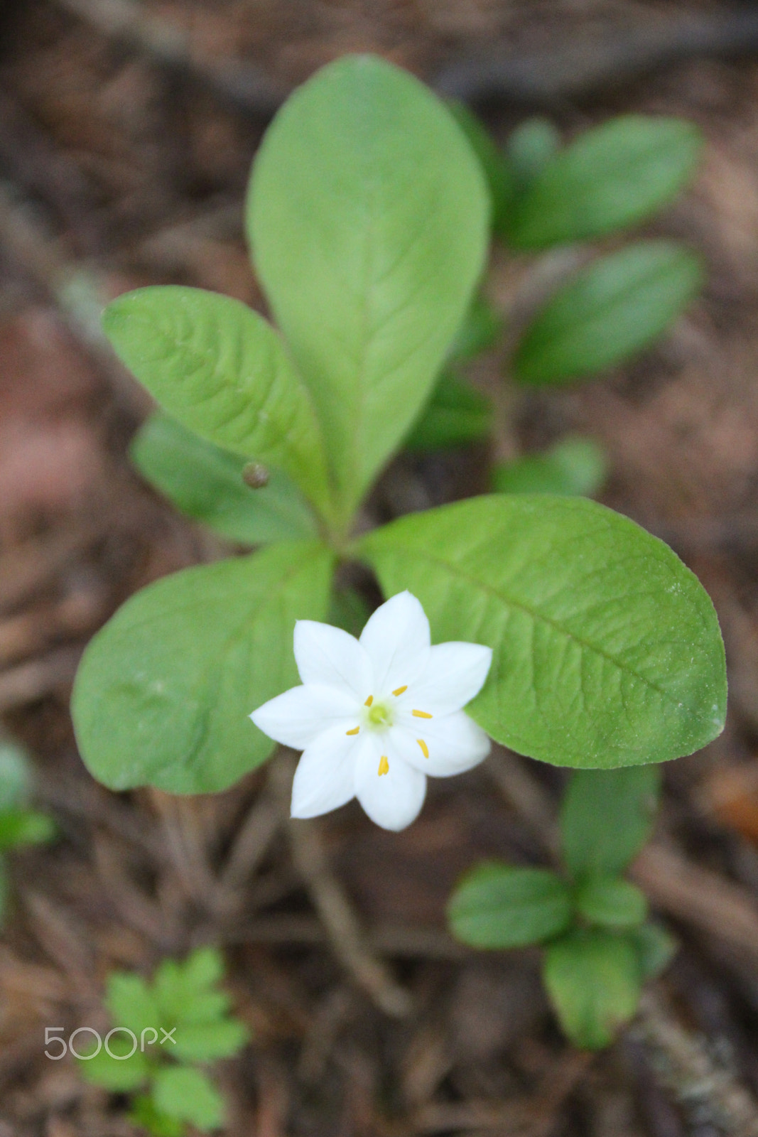 Canon EF 75-300mm F4.0-5.6 IS USM sample photo. Arctic starflower photography