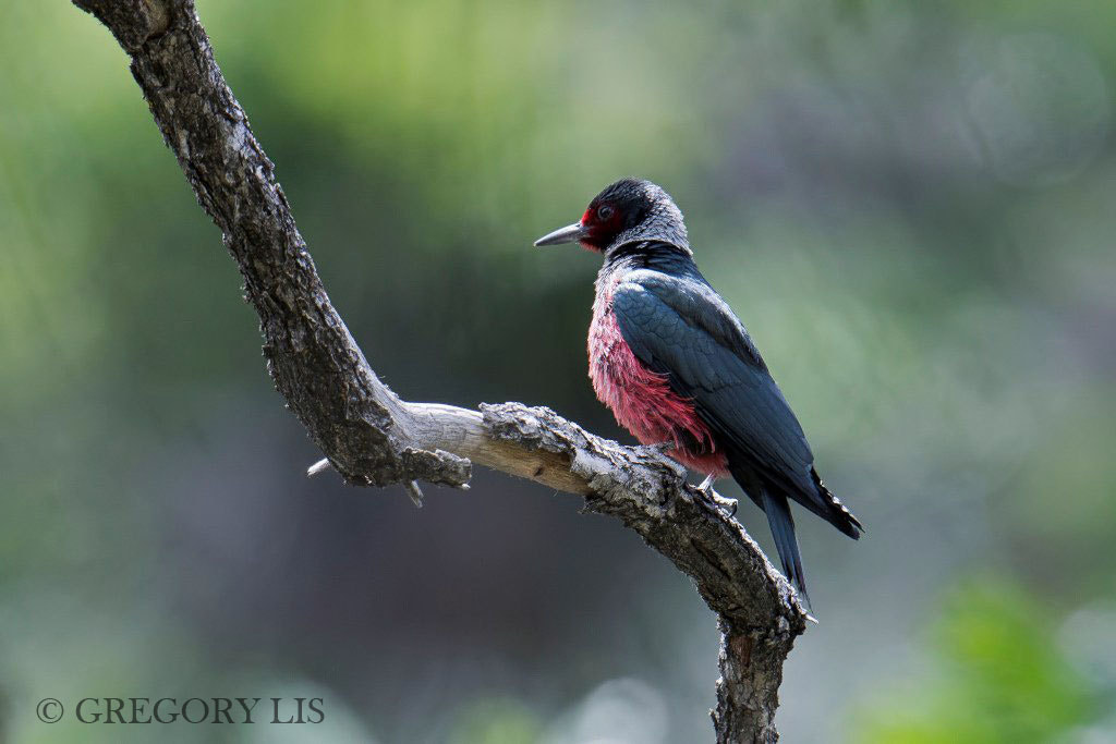 Nikon D7200 + Nikon AF-S Nikkor 500mm F4G ED VR sample photo. Lewis's woodpecker photography