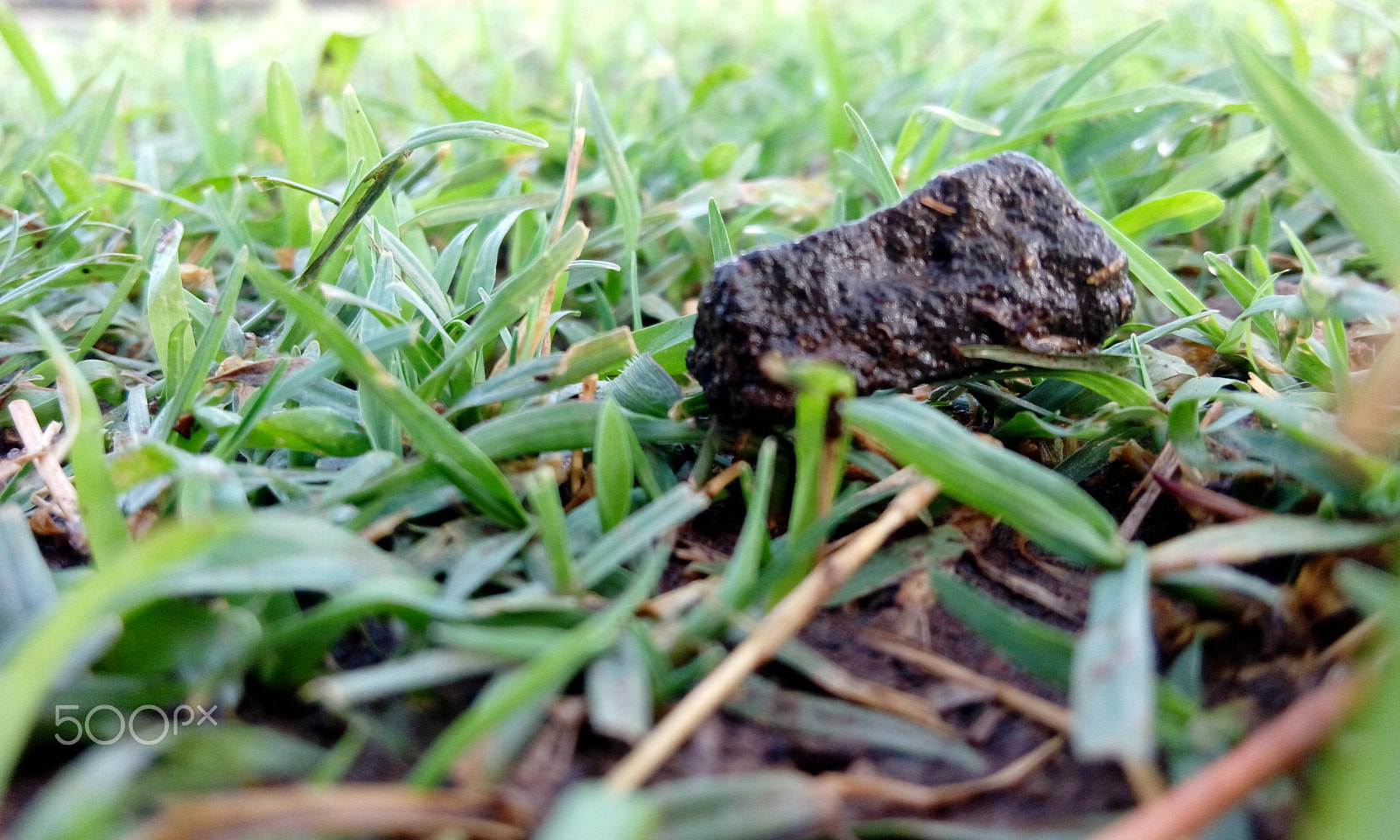 HTC DESIRE 820G PLUS DUAL SIM sample photo. A pebble in grass photography