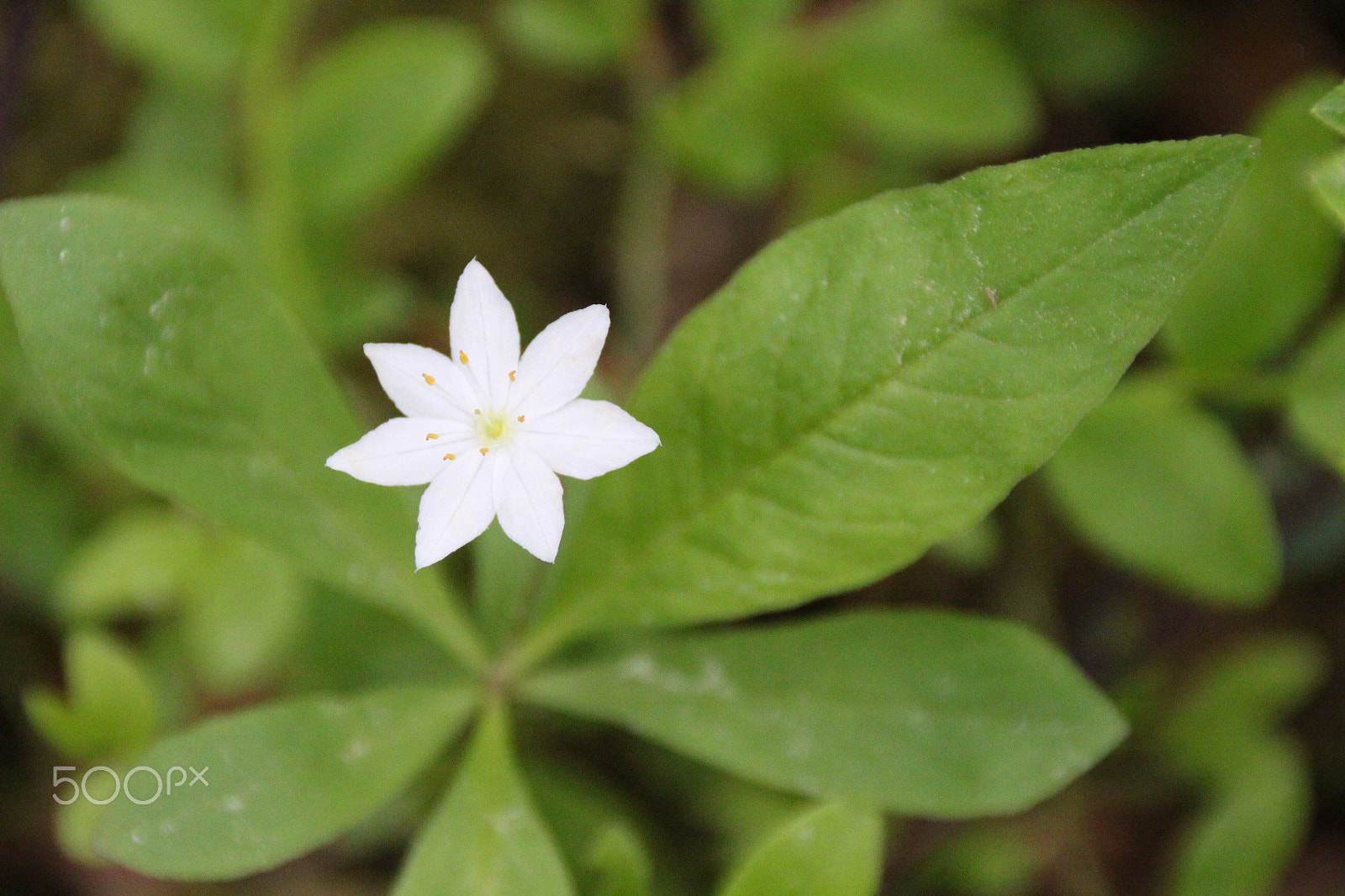Canon EF 75-300mm F4.0-5.6 IS USM sample photo. Trientalis europaea photography