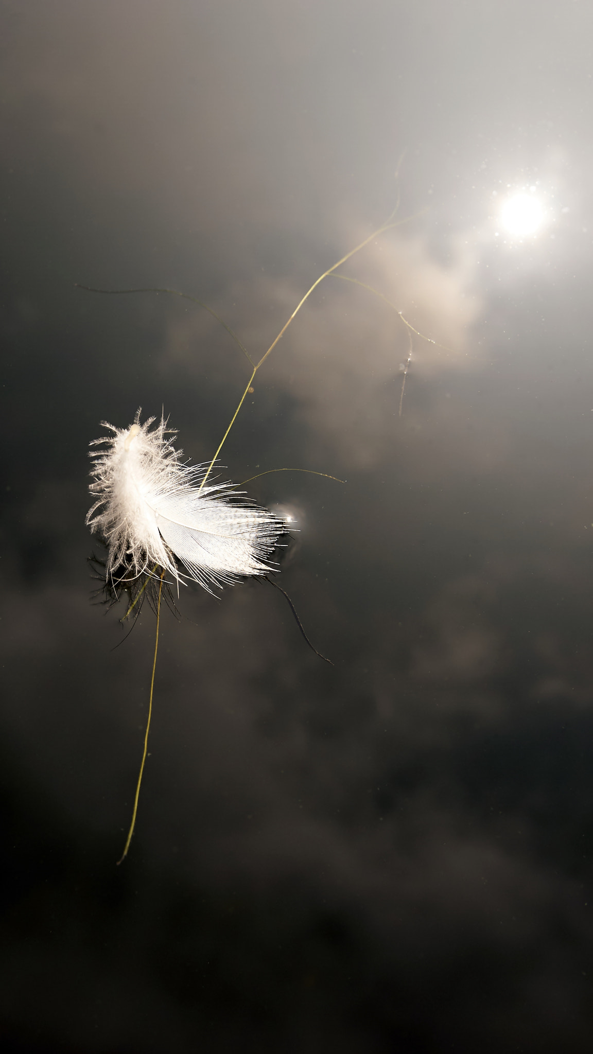 Sony ILCA-77M2 + 10-20mm F3.5 sample photo. Feather photography