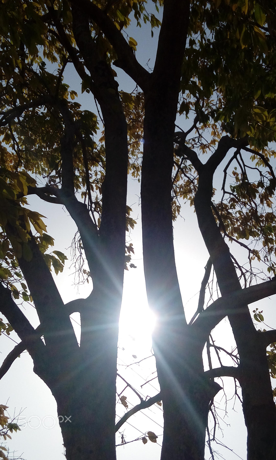 HTC DESIRE 820G PLUS DUAL SIM sample photo. Sun between twin tree photography