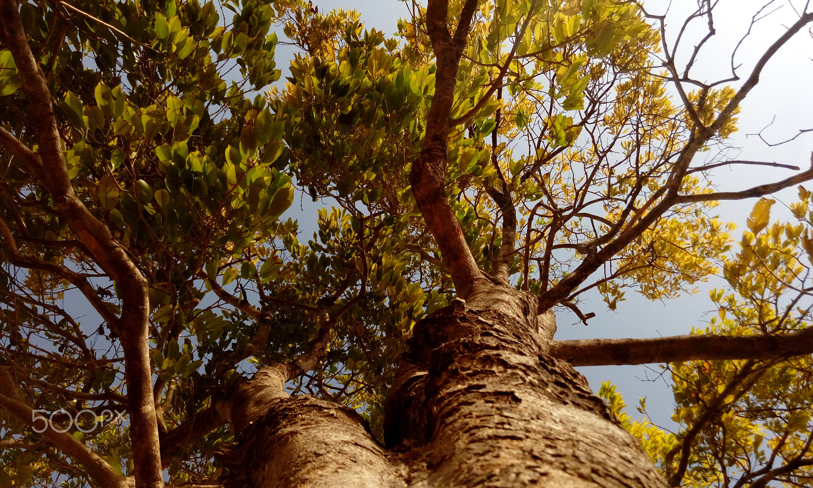 HTC DESIRE 820G PLUS DUAL SIM sample photo. Tree towards the sky photography