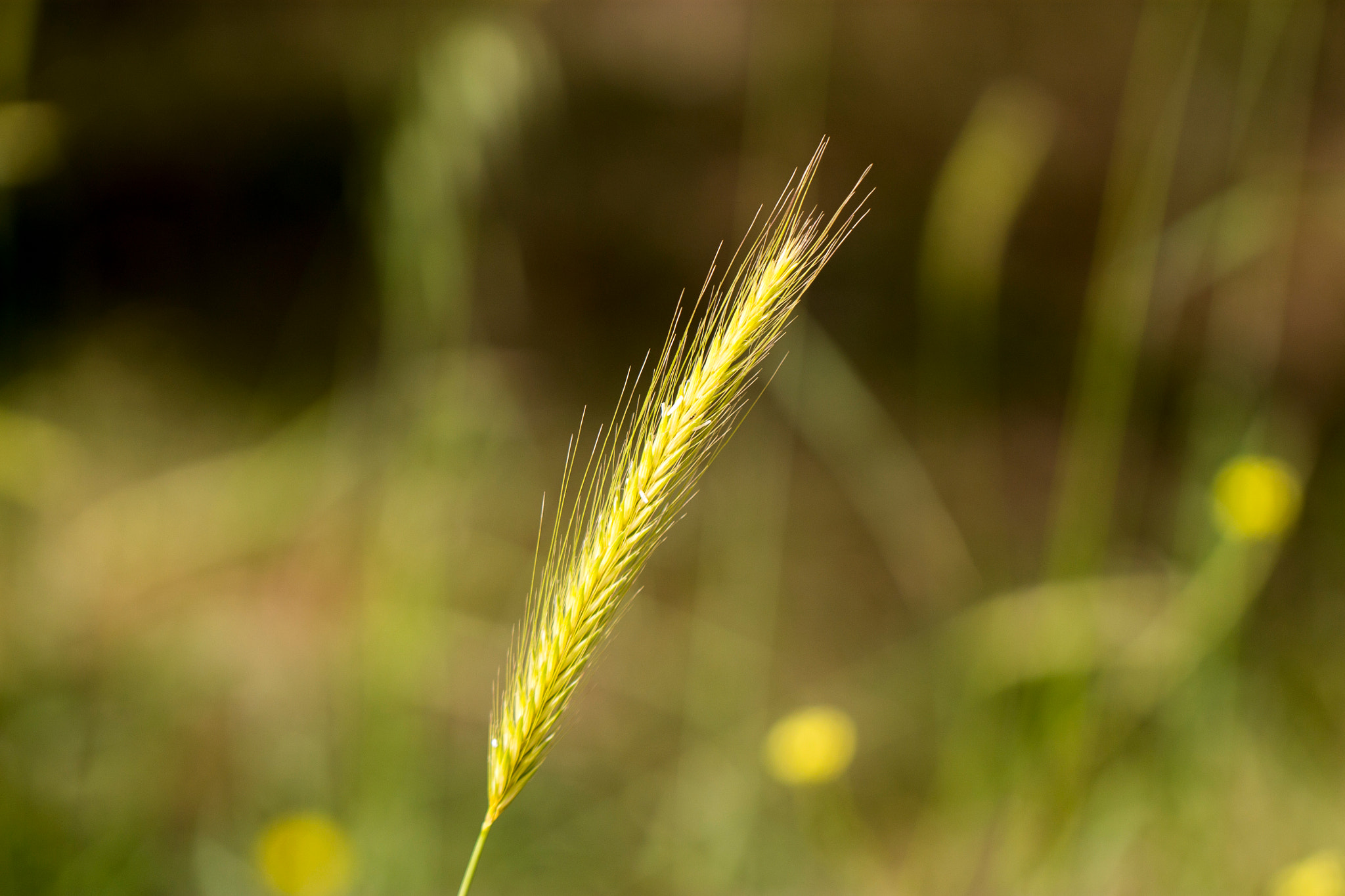 Canon EOS 1100D (EOS Rebel T3 / EOS Kiss X50) + Canon EF 100mm F2.8L Macro IS USM sample photo. Blade of wheat photography