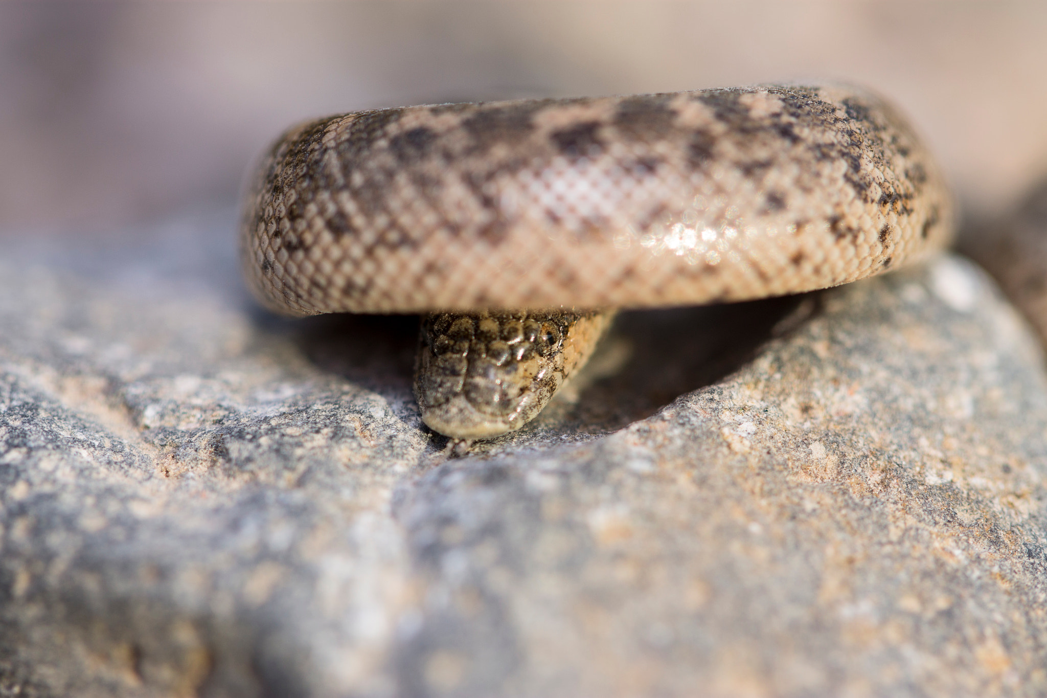 Canon EOS 1100D (EOS Rebel T3 / EOS Kiss X50) + Canon EF 100mm F2.8L Macro IS USM sample photo. Baby sand snake photography