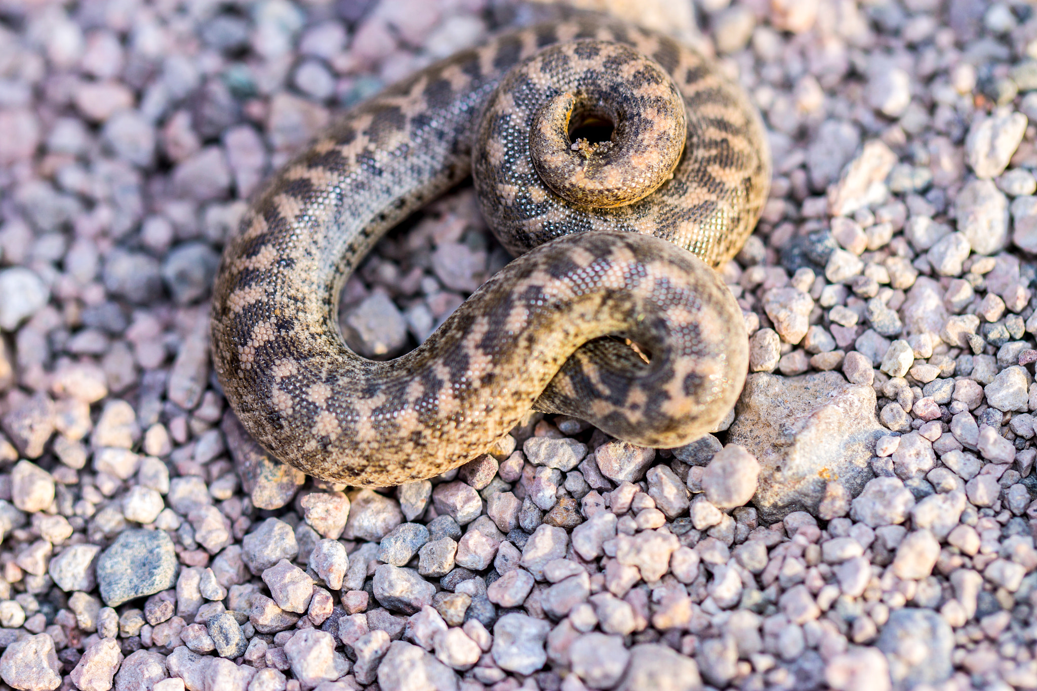 Canon EOS 1100D (EOS Rebel T3 / EOS Kiss X50) + Canon EF 100mm F2.8L Macro IS USM sample photo. Baby sand snake photography