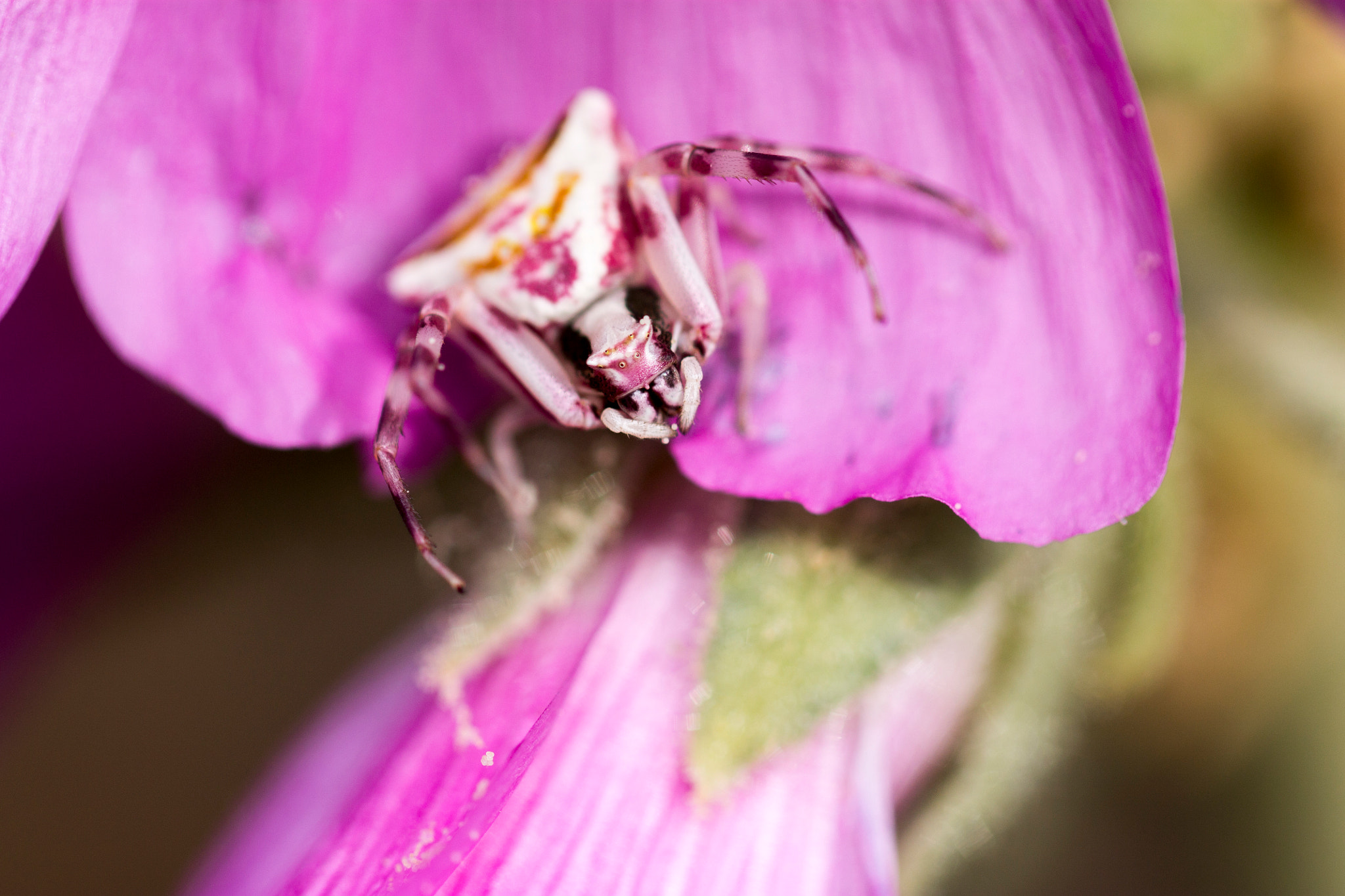 Canon EOS 1100D (EOS Rebel T3 / EOS Kiss X50) + Canon EF 100mm F2.8L Macro IS USM sample photo. Flower crab spider - closeup photography