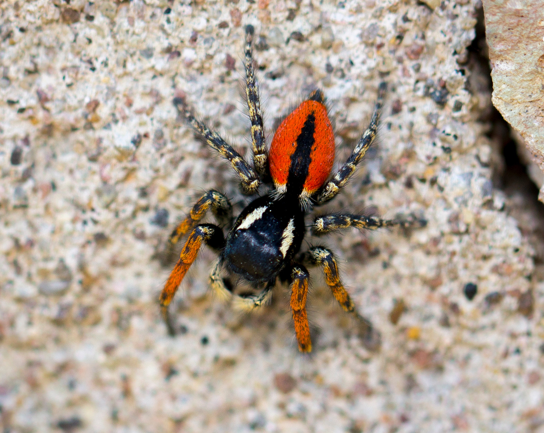 Canon EOS 1100D (EOS Rebel T3 / EOS Kiss X50) + Canon EF 100mm F2.8L Macro IS USM sample photo. Ladybird spider photography