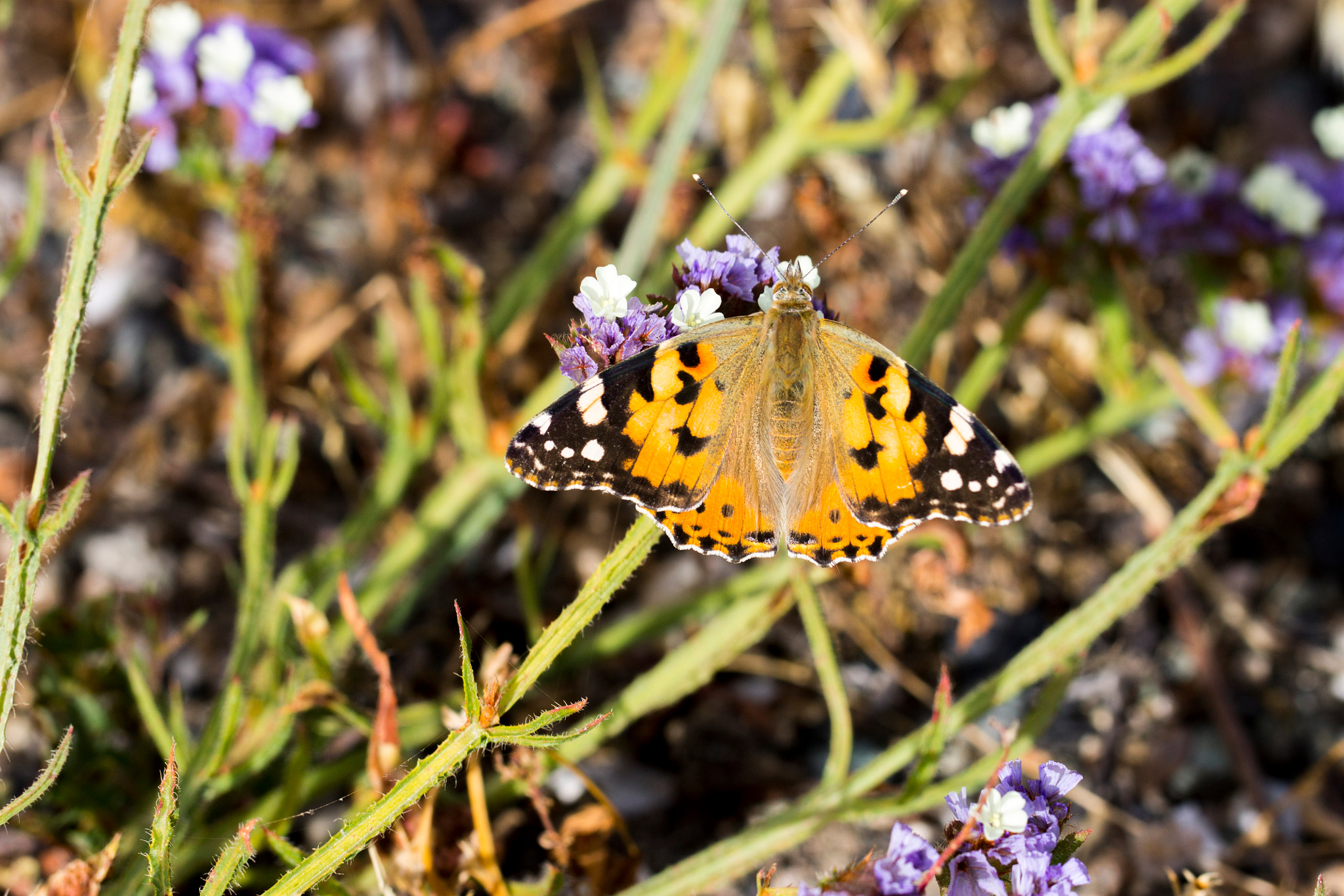 Canon EOS 1100D (EOS Rebel T3 / EOS Kiss X50) + Canon EF 100mm F2.8L Macro IS USM sample photo. Painted lady butterfly photography