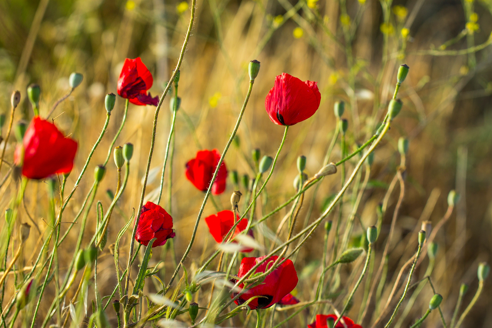 Canon EOS 1100D (EOS Rebel T3 / EOS Kiss X50) + Canon EF 100mm F2.8L Macro IS USM sample photo. Poppies in the sun photography