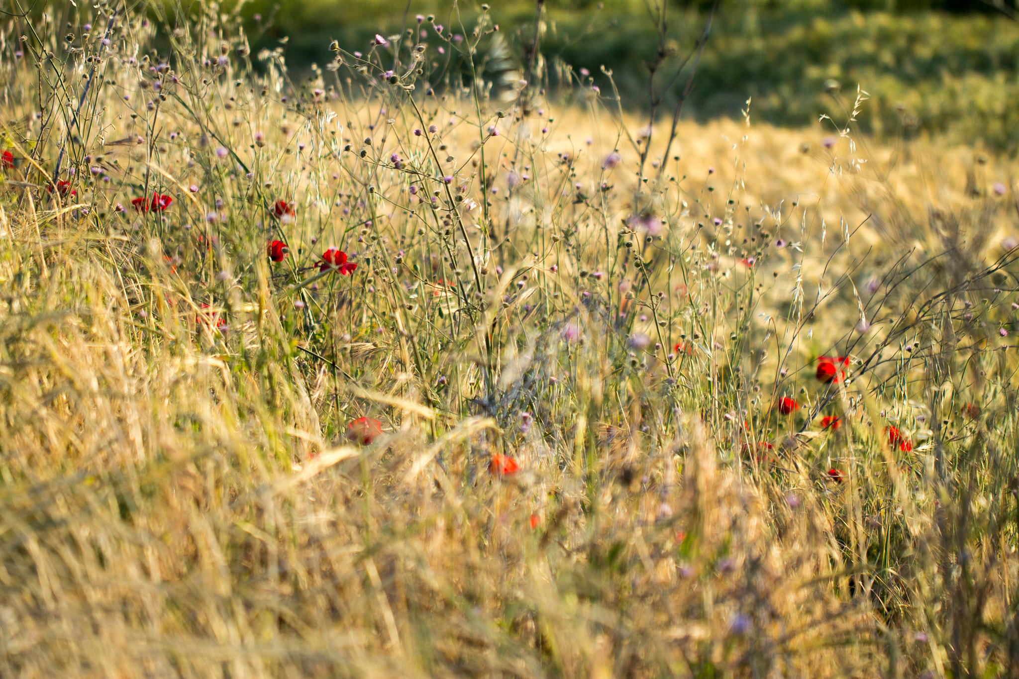 Canon EOS 1100D (EOS Rebel T3 / EOS Kiss X50) + Canon EF 100mm F2.8L Macro IS USM sample photo. Wildflower fields photography