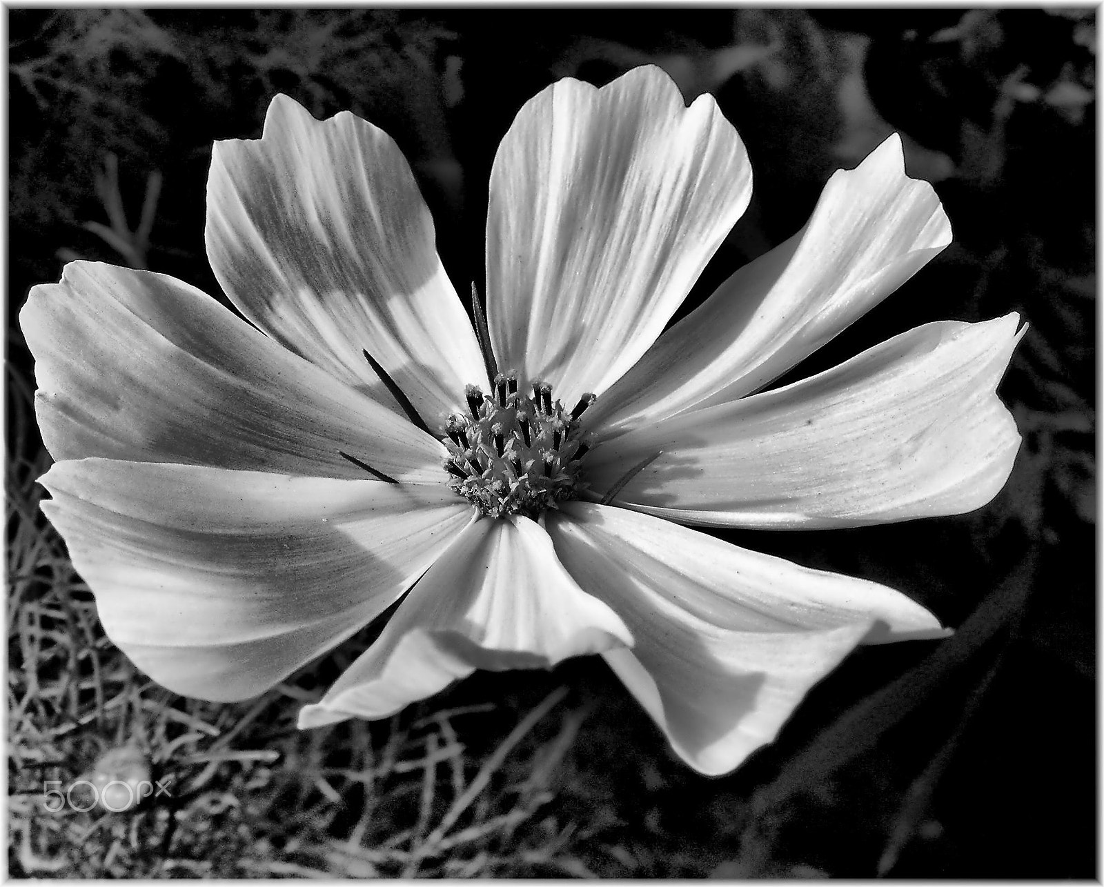 Nikon COOLPIX S4 sample photo. Cosmos photography