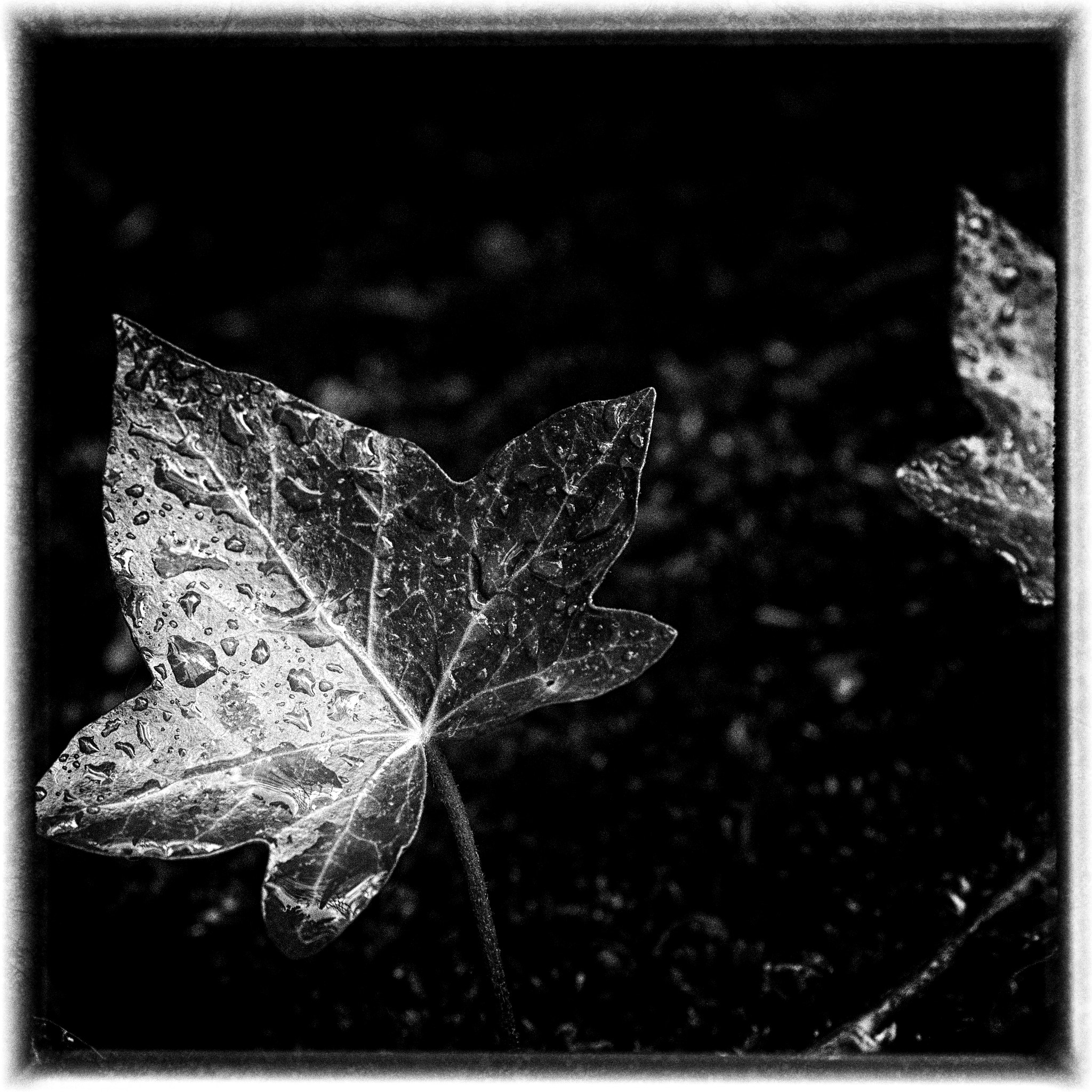 Nikon D200 + Sigma 50mm F2.8 EX DG Macro sample photo. Après la pluie photography