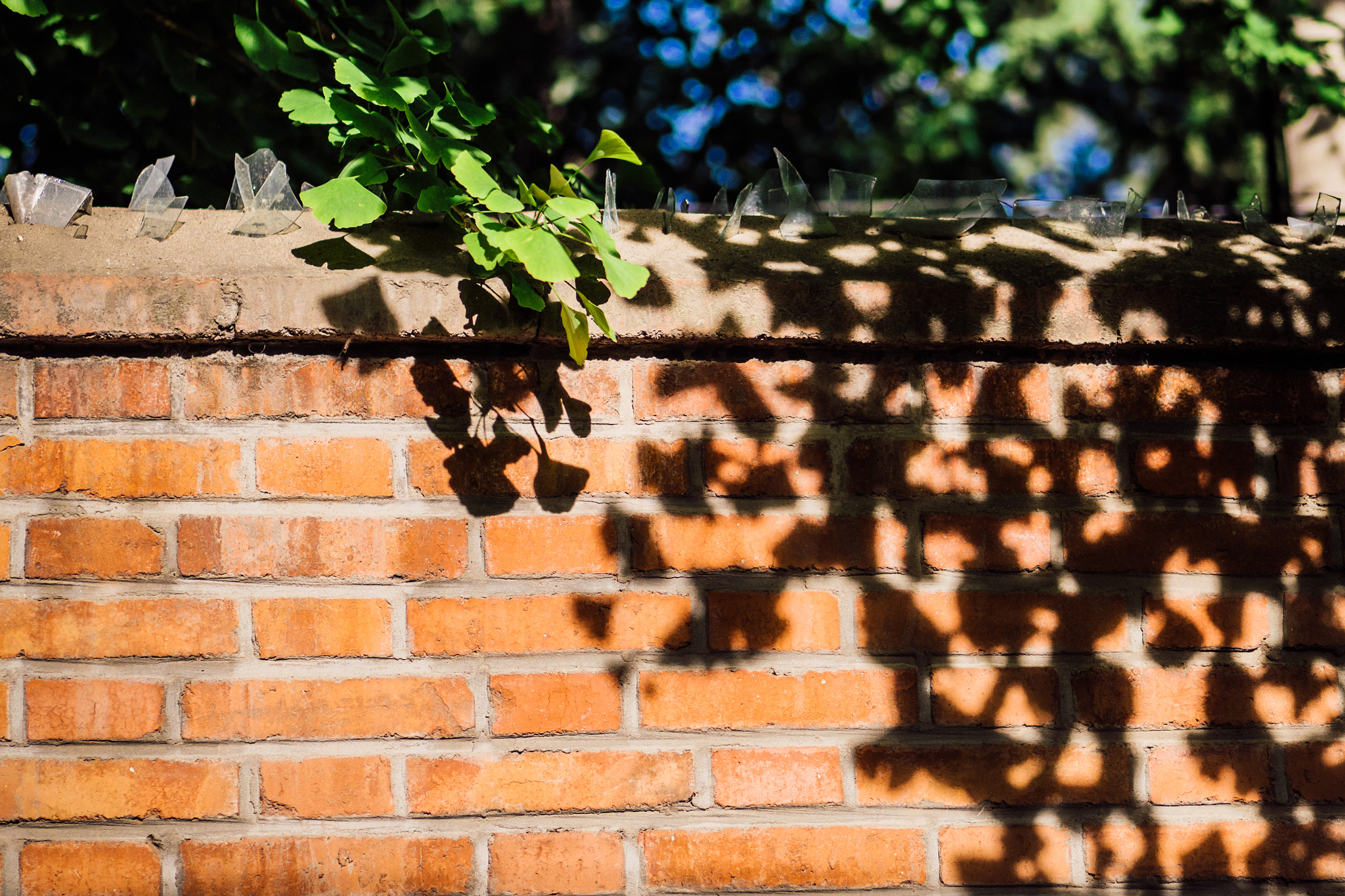 Panasonic Lumix G 42.5mm F1.7 ASPH Power OIS sample photo. Leaf and shadow of gingko photography