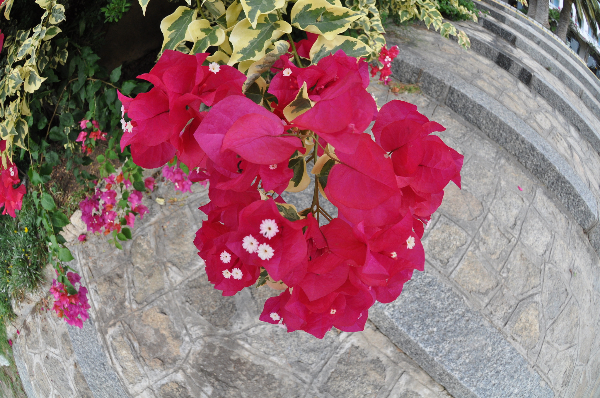 Nikon AF DX Fisheye-Nikkor 10.5mm F2.8G ED sample photo. Red flowers photography