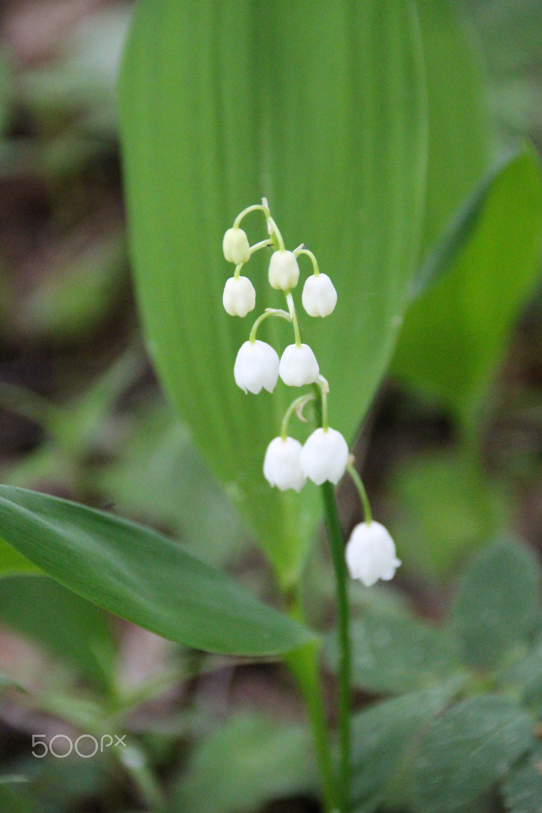 Canon EF 75-300mm F4.0-5.6 IS USM sample photo. Lily of the valley photography