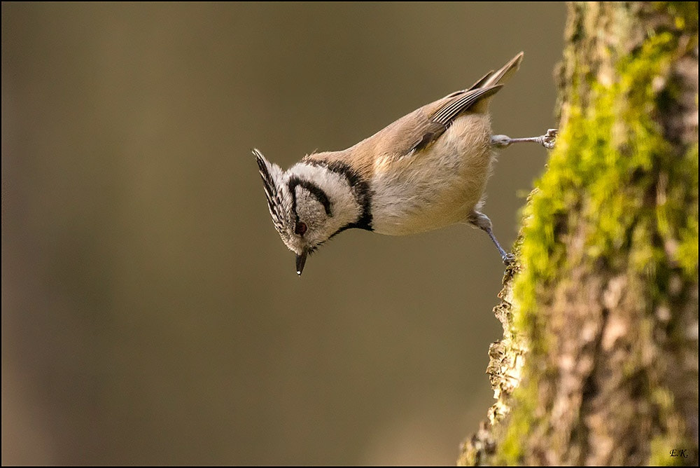 Sony a99 II + Sony 70-400mm F4-5.6 G SSM sample photo. Crested tit photography