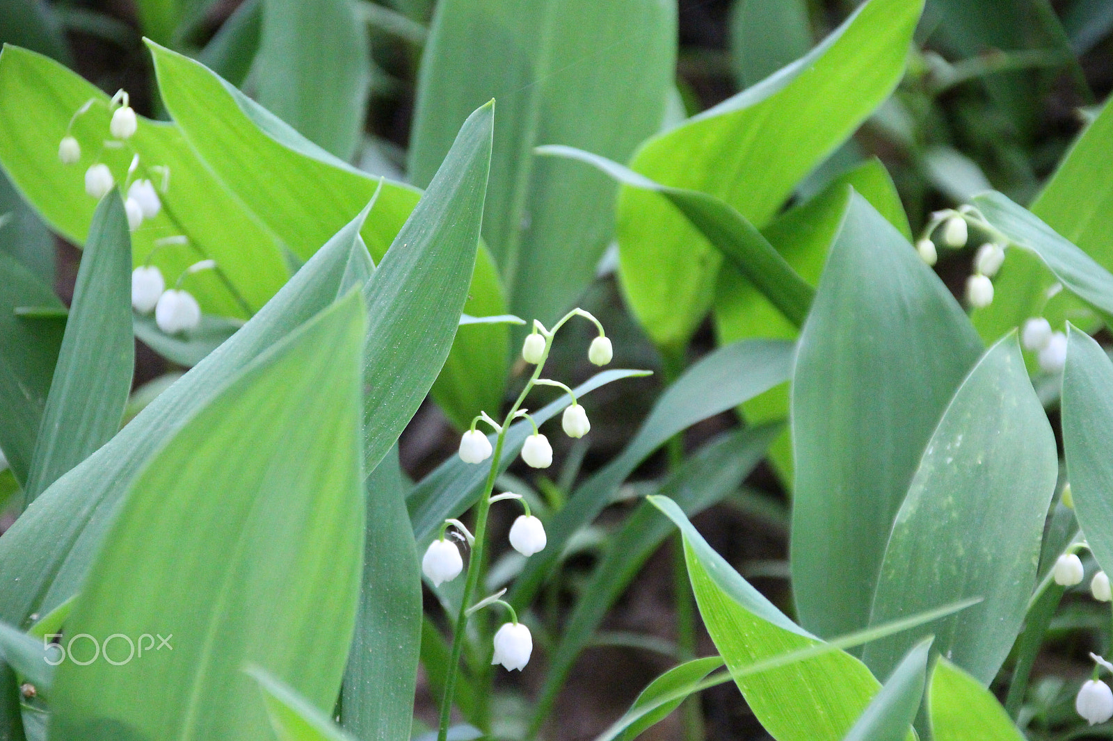 Canon EF 75-300mm F4.0-5.6 IS USM sample photo. Kielo, lily of the valley photography