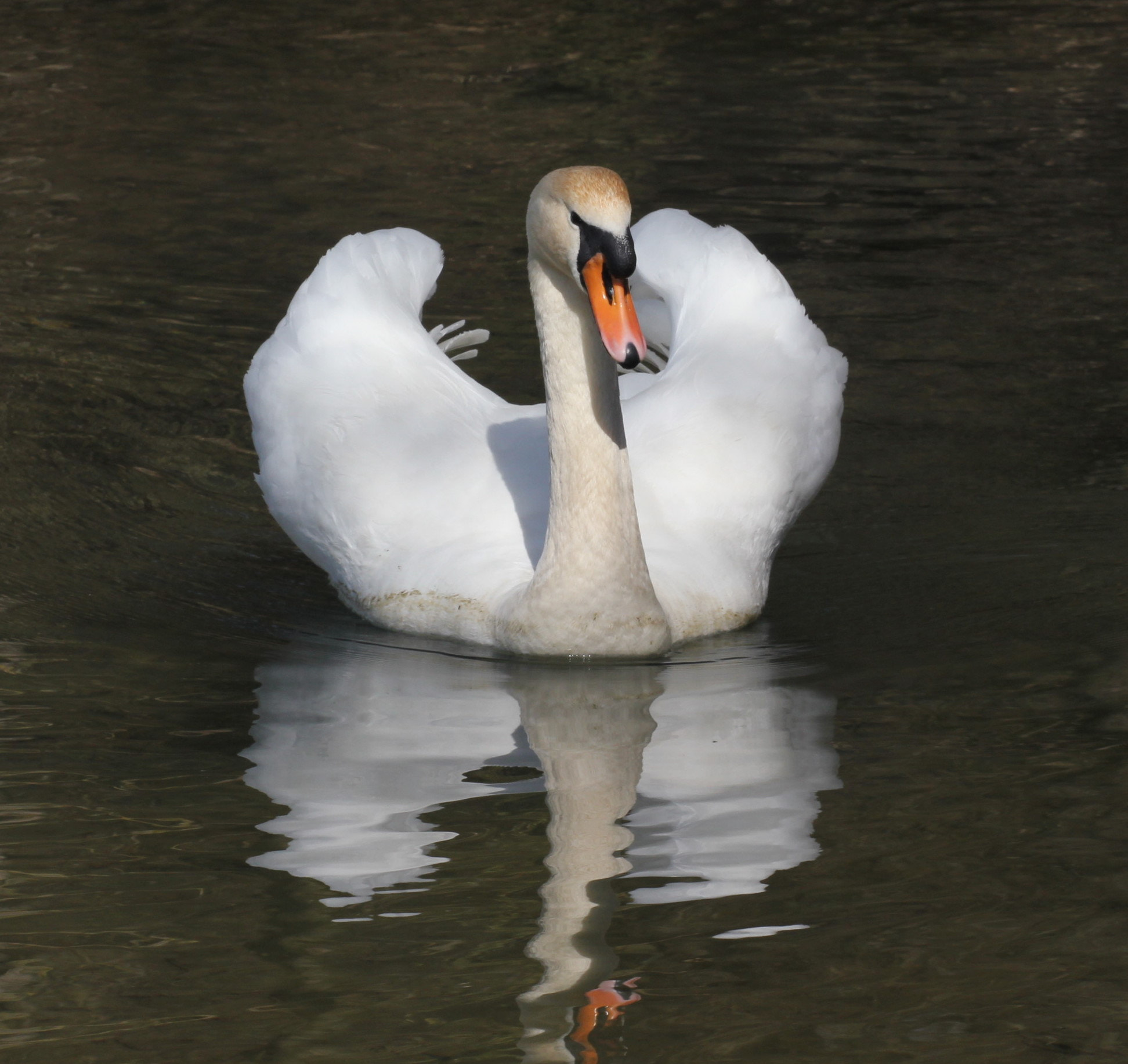 Sigma APO Macro 150mm f/2.8 EX DG HSM sample photo. Der schwan photography