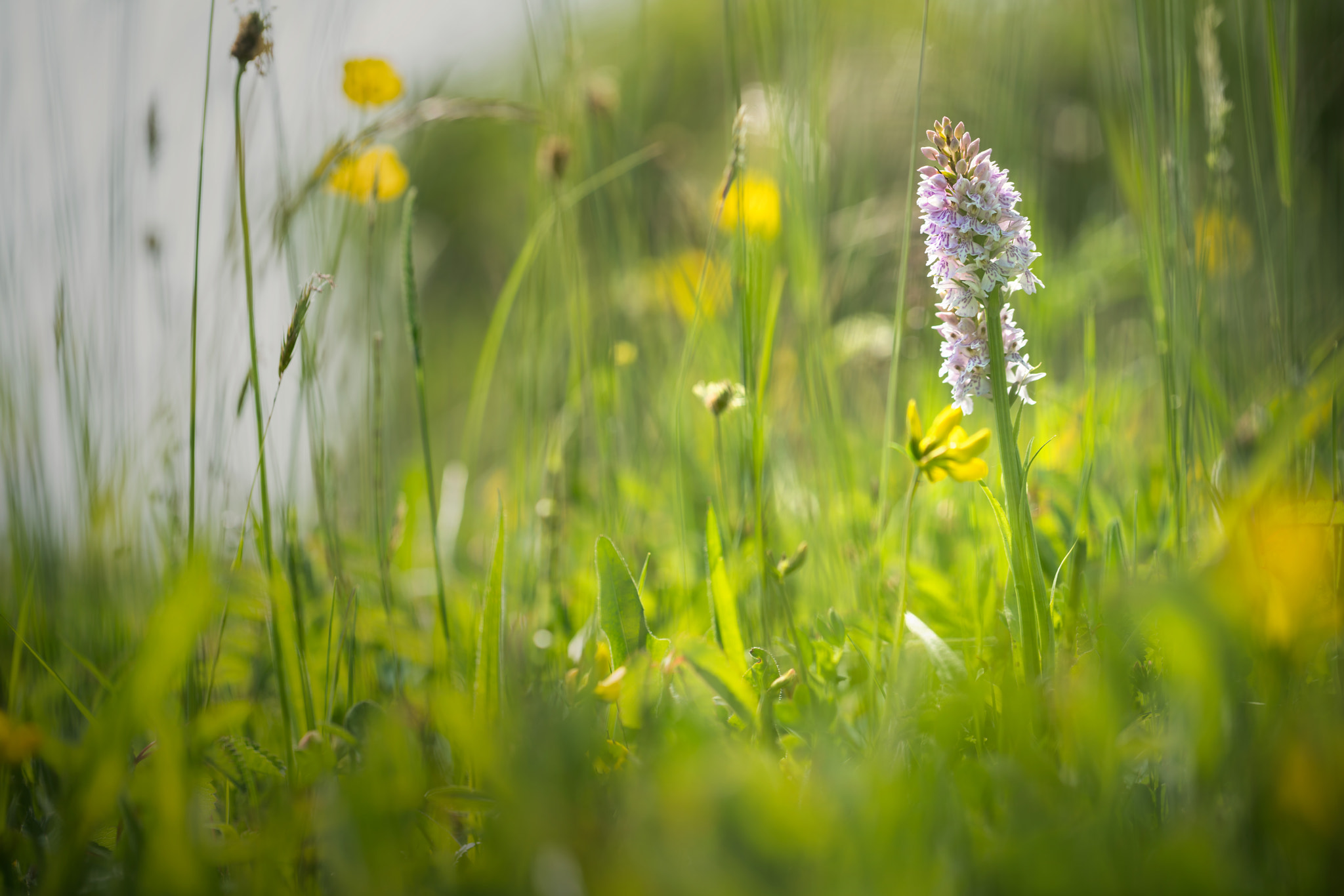 Sony a7R II + Canon EF 100mm F2.8L Macro IS USM sample photo. Common spotted orchids in the meadow photography