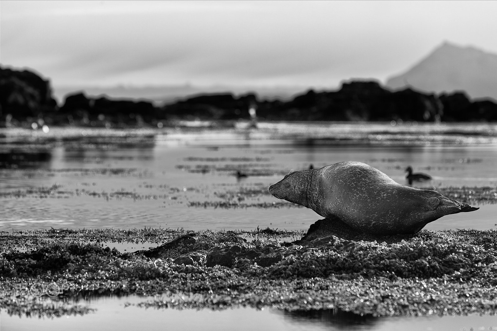 Canon EF 70-200mm F2.8L IS II USM sample photo. Bw photography