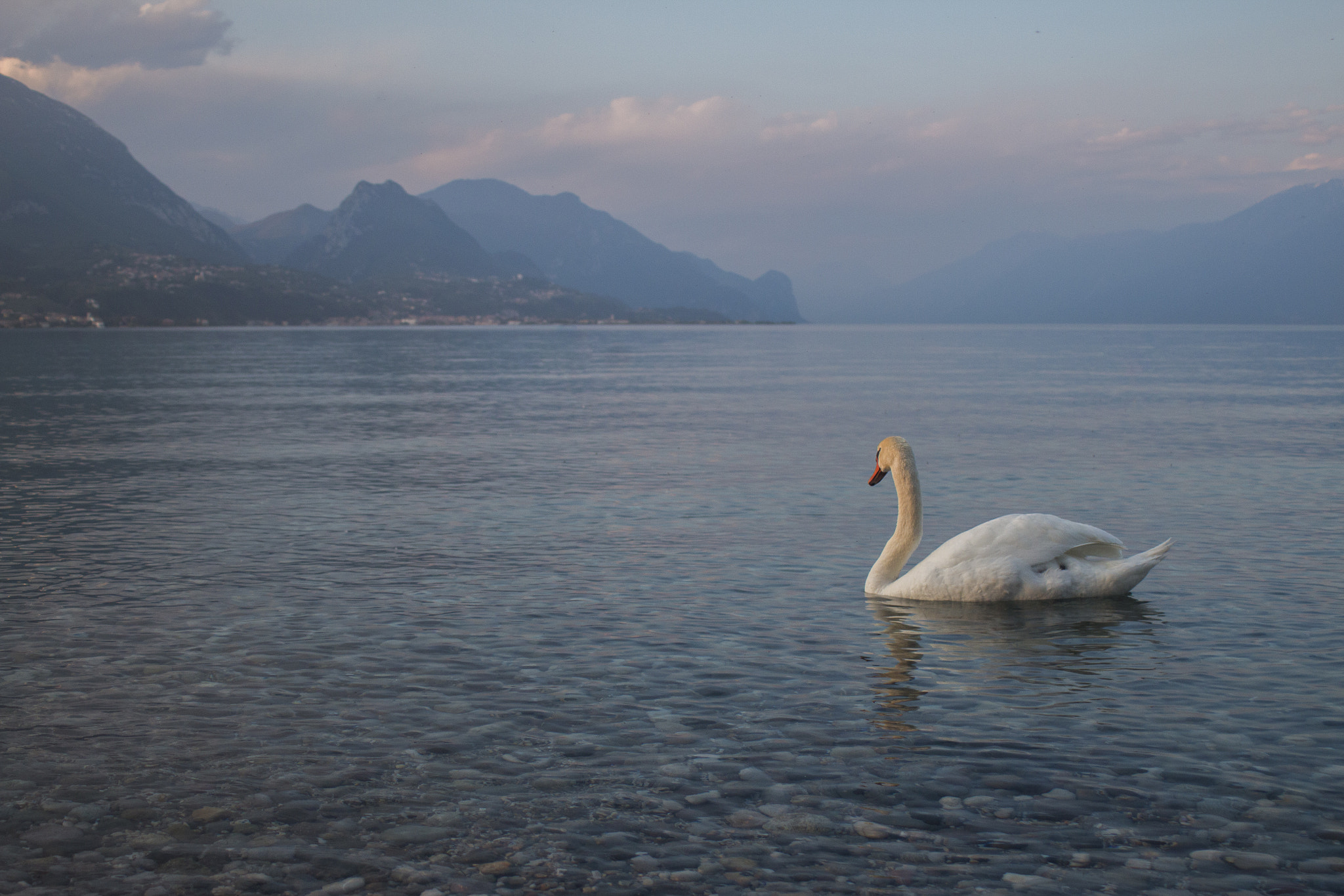 Canon EOS 70D + Canon EF 28-80mm f/3.5-5.6 sample photo. The swan photography