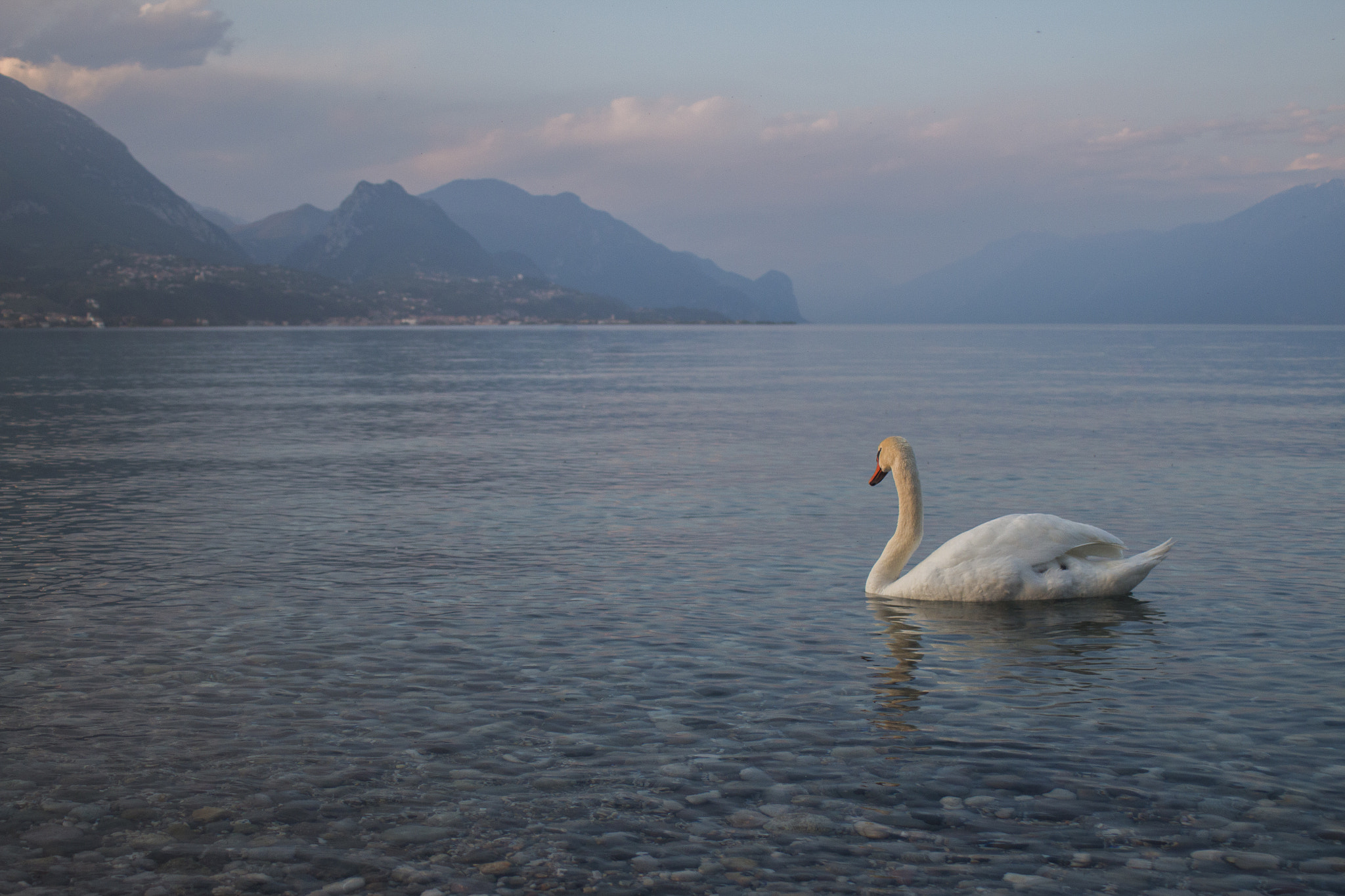 Canon EF 28-80mm f/3.5-5.6 sample photo. The swan photography
